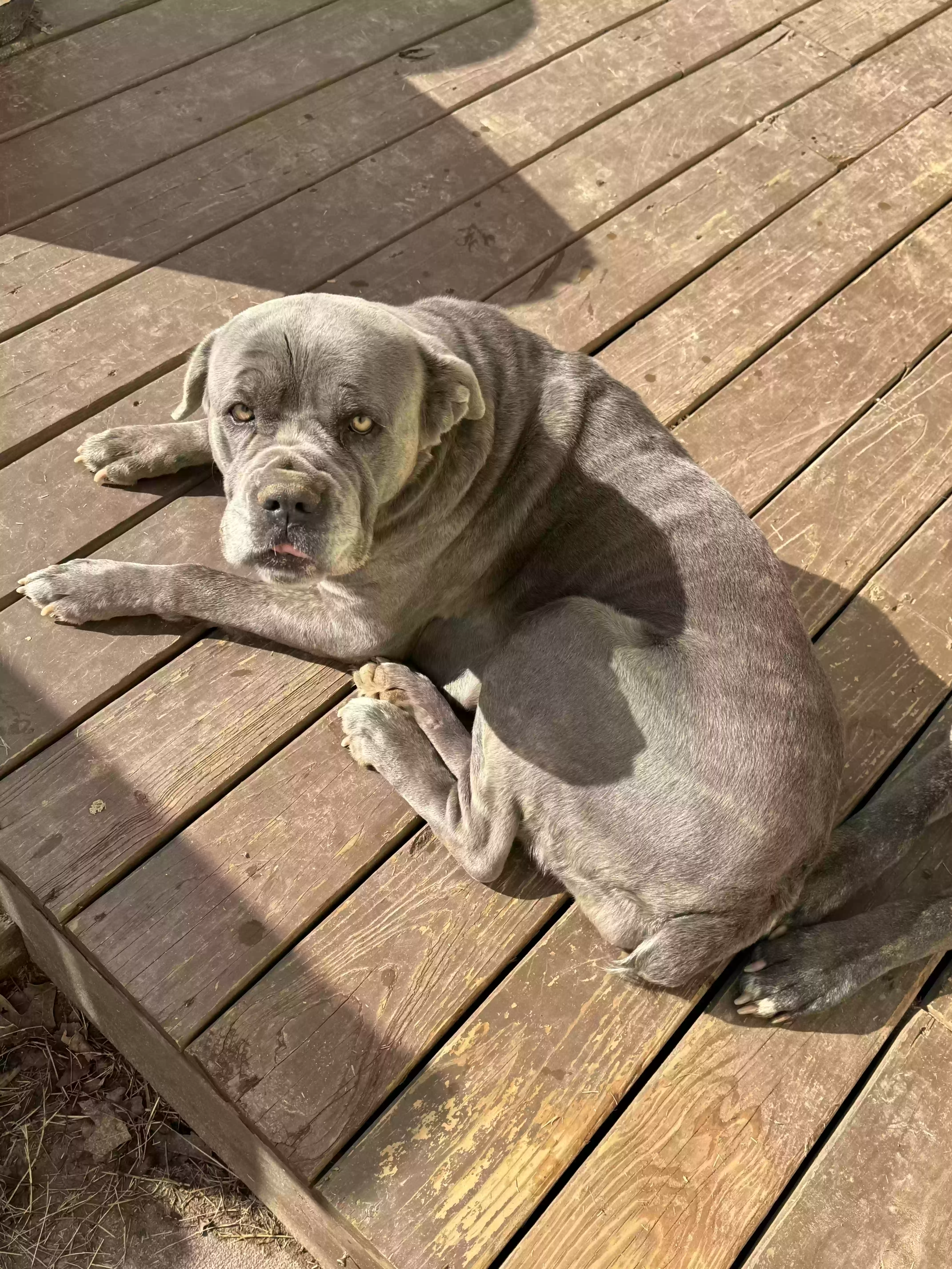 adoptable Dog in Lithia Springs,GA named Bleu