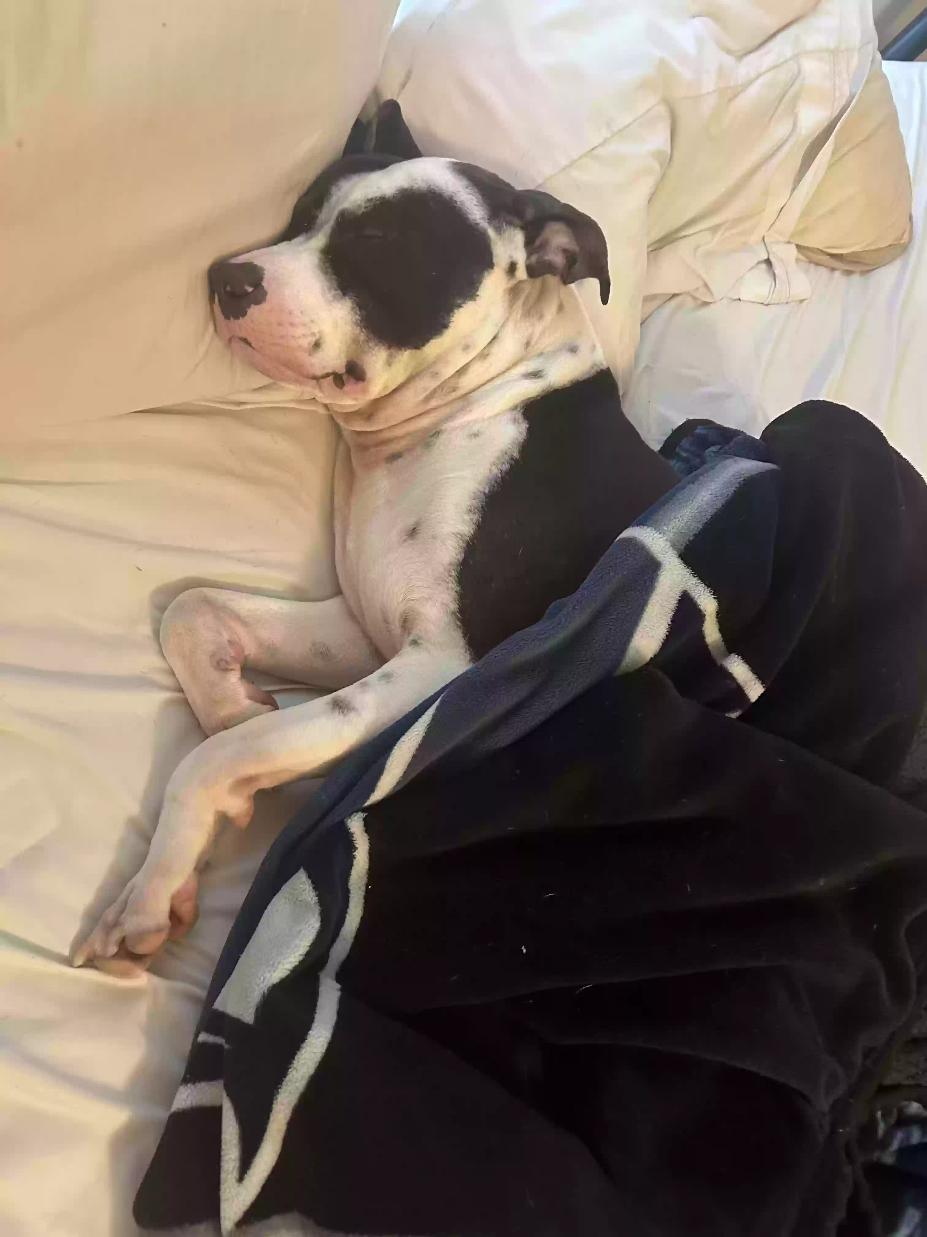adoptable Dog in Gilbert,AZ named Milo