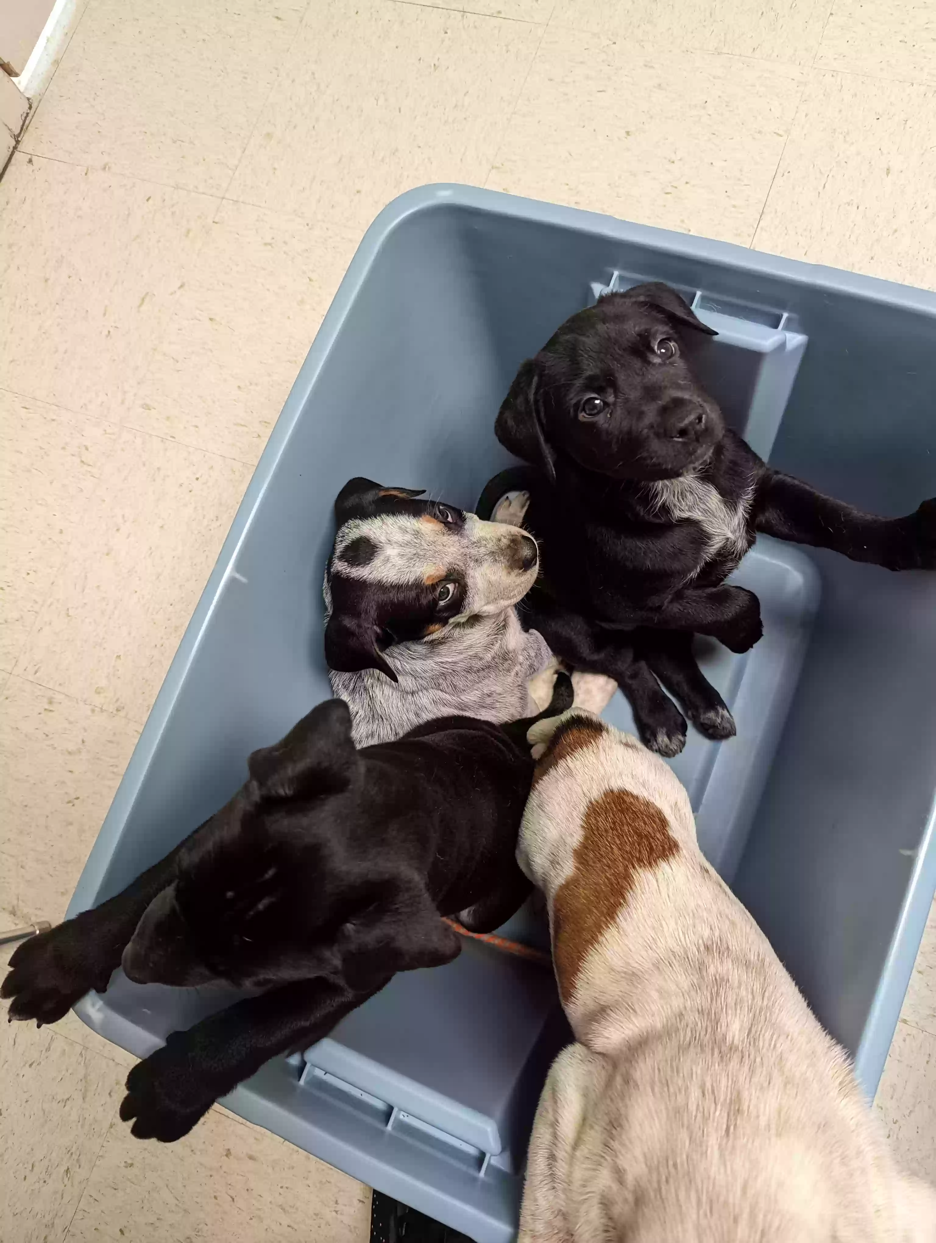 adoptable Dog in Belton,TX named Litters of puppies
