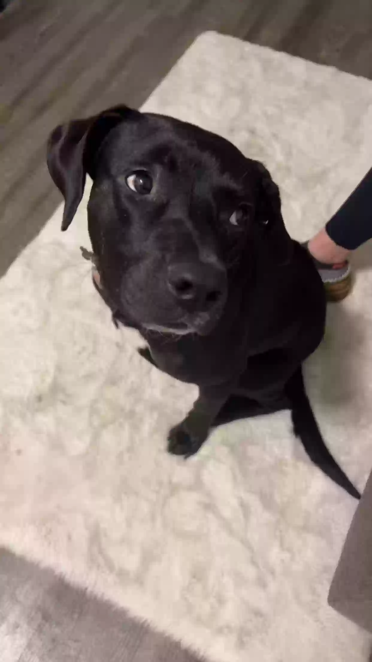 adoptable Dog in Grand Rapids,MI named Milo