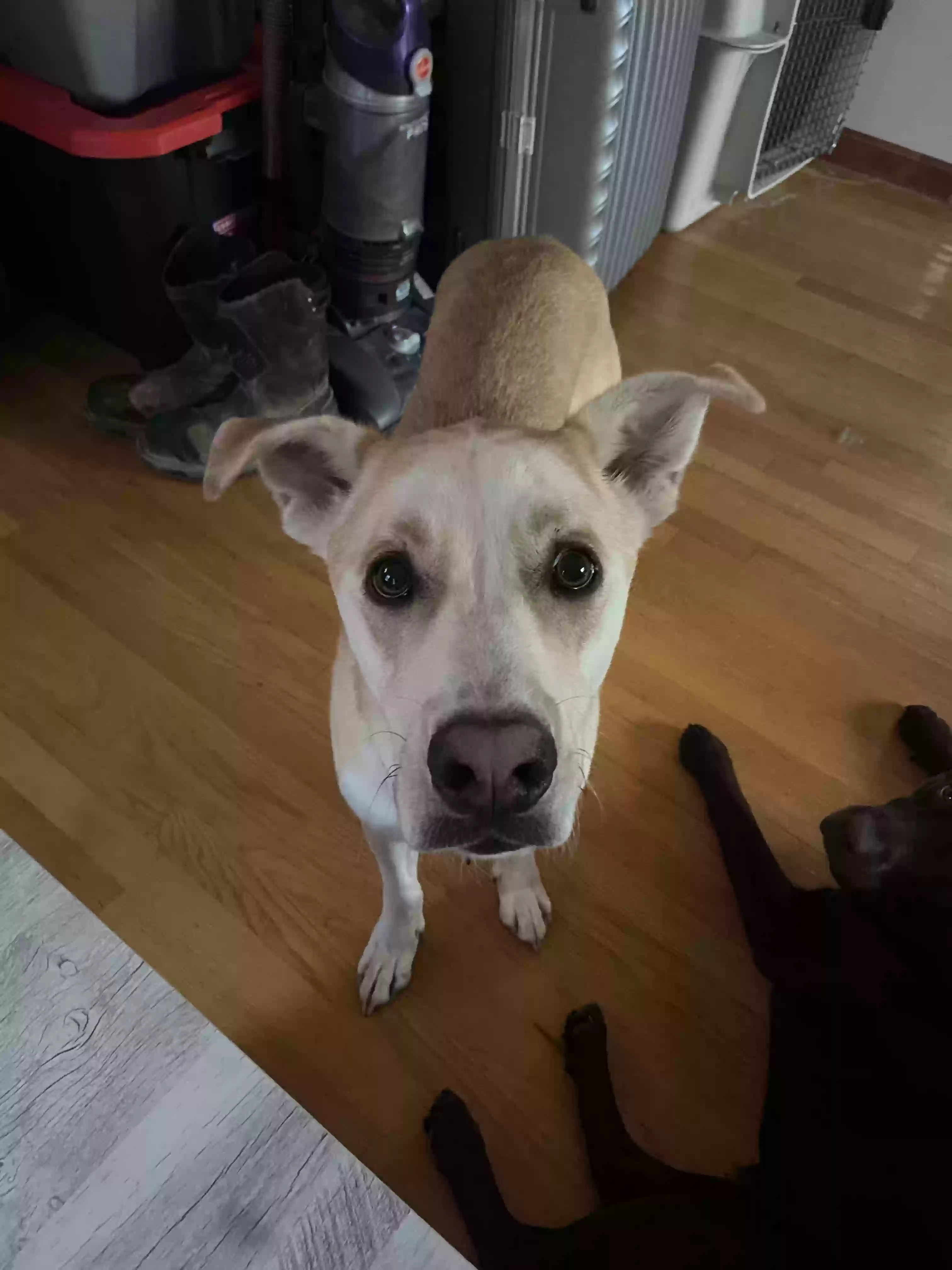 adoptable Dog in Gloucester,MA named Kyota