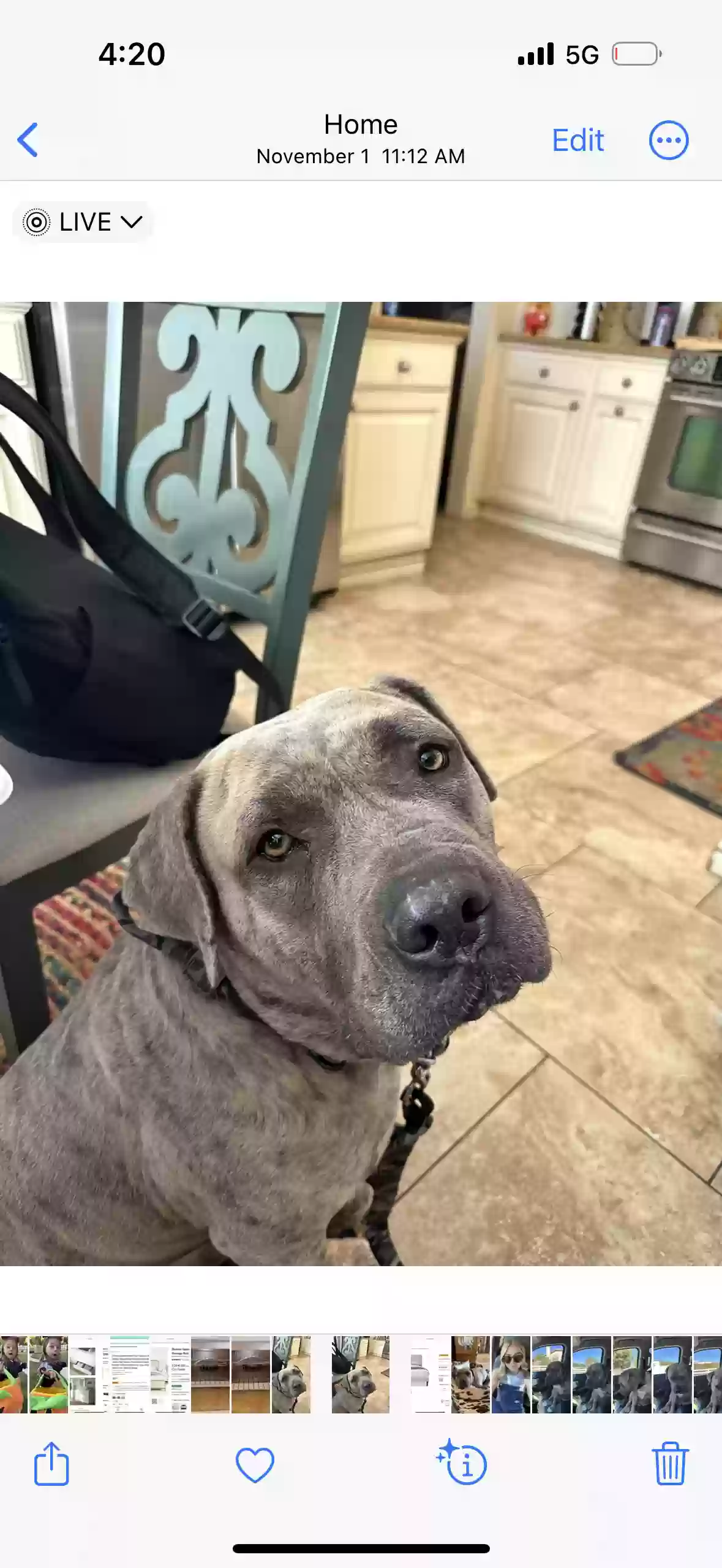 adoptable Dog in Riverside,CA named rocco