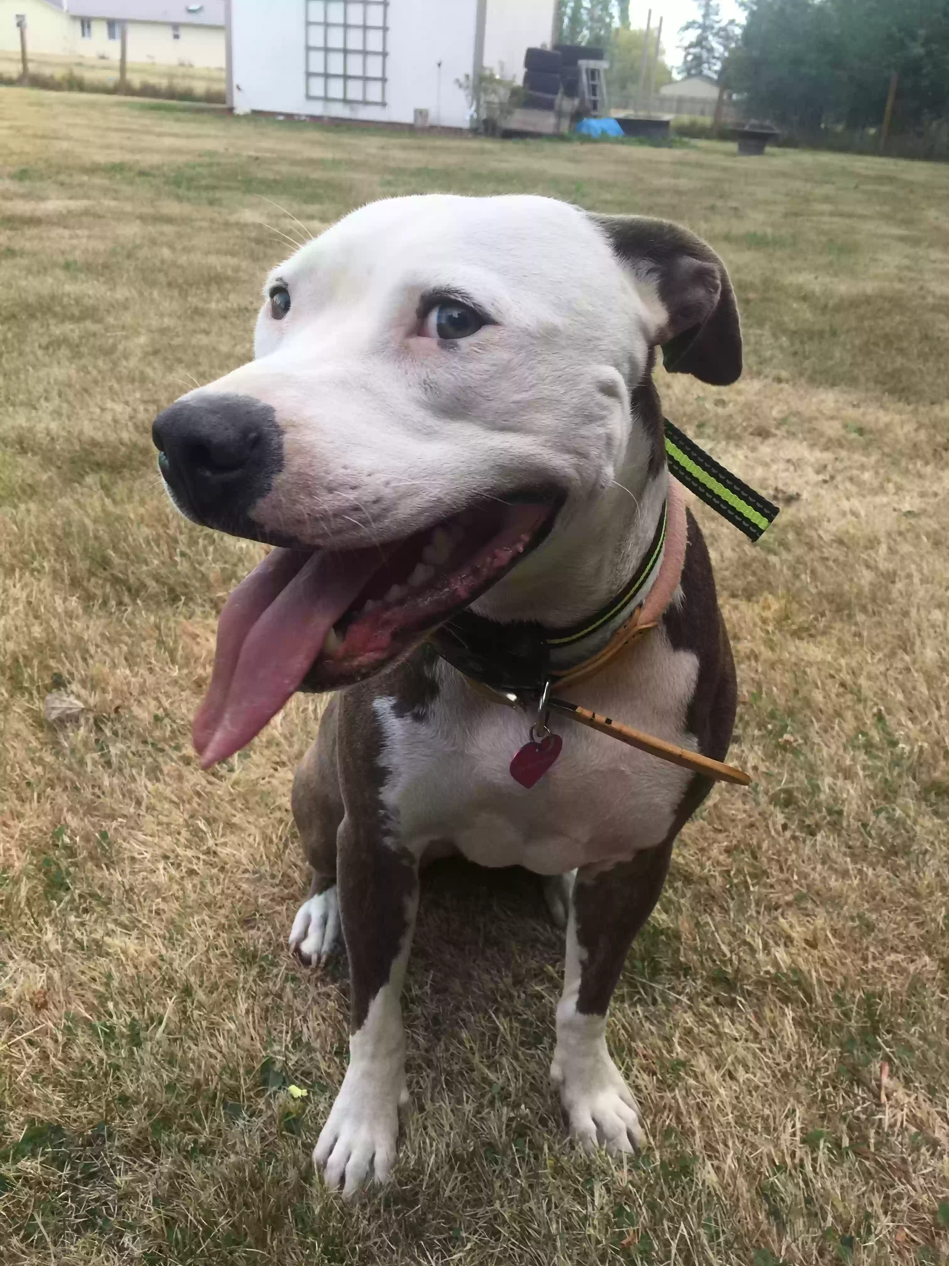 adoptable Dog in Oak Harbor,WA named Hemi