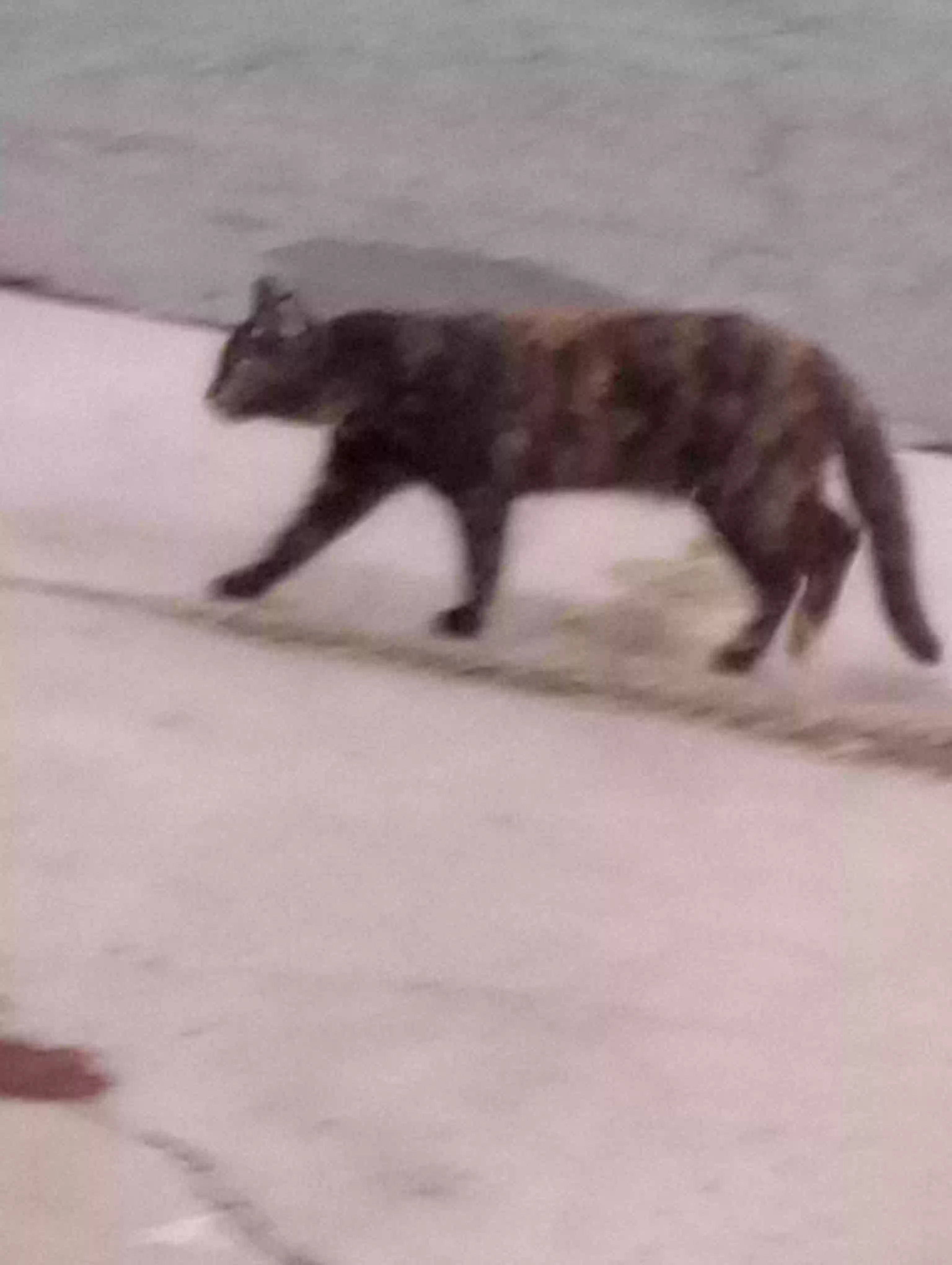 adoptable Cat in Visalia,CA named Mole