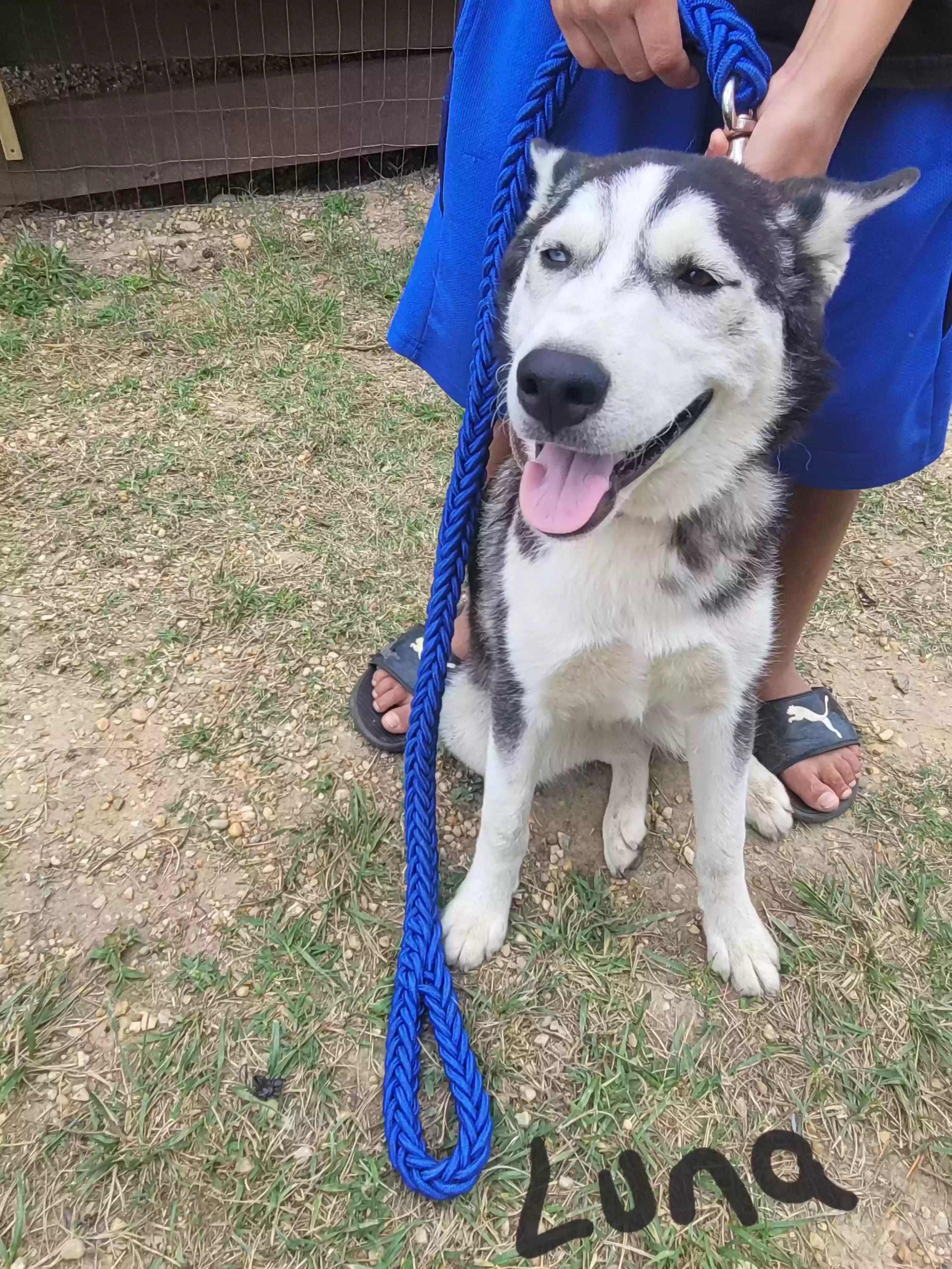 adoptable Dog in Garner,NC named Luna