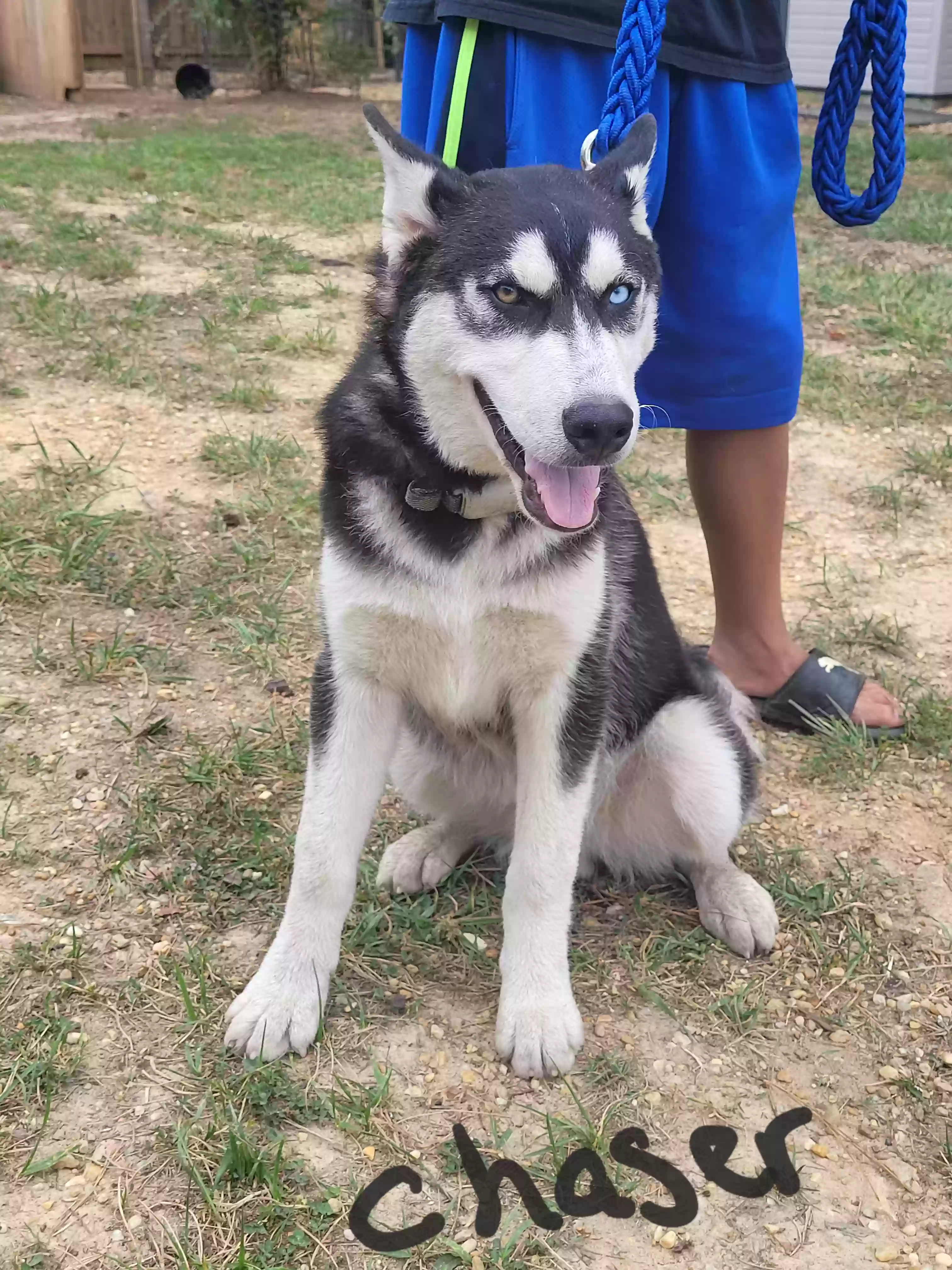 adoptable Dog in Garner,NC named Chaser