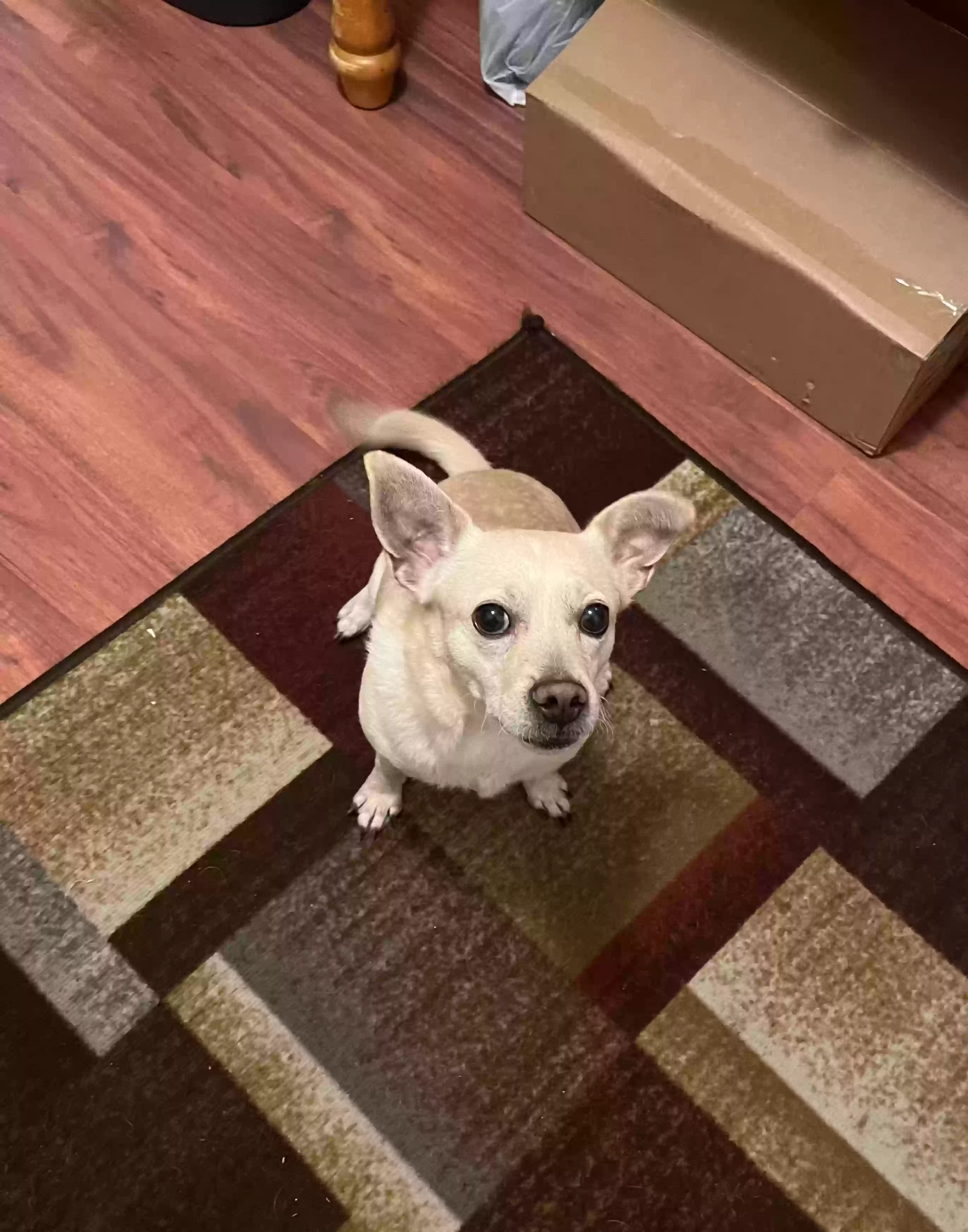 adoptable Dog in Kissimmee,FL named Biskit