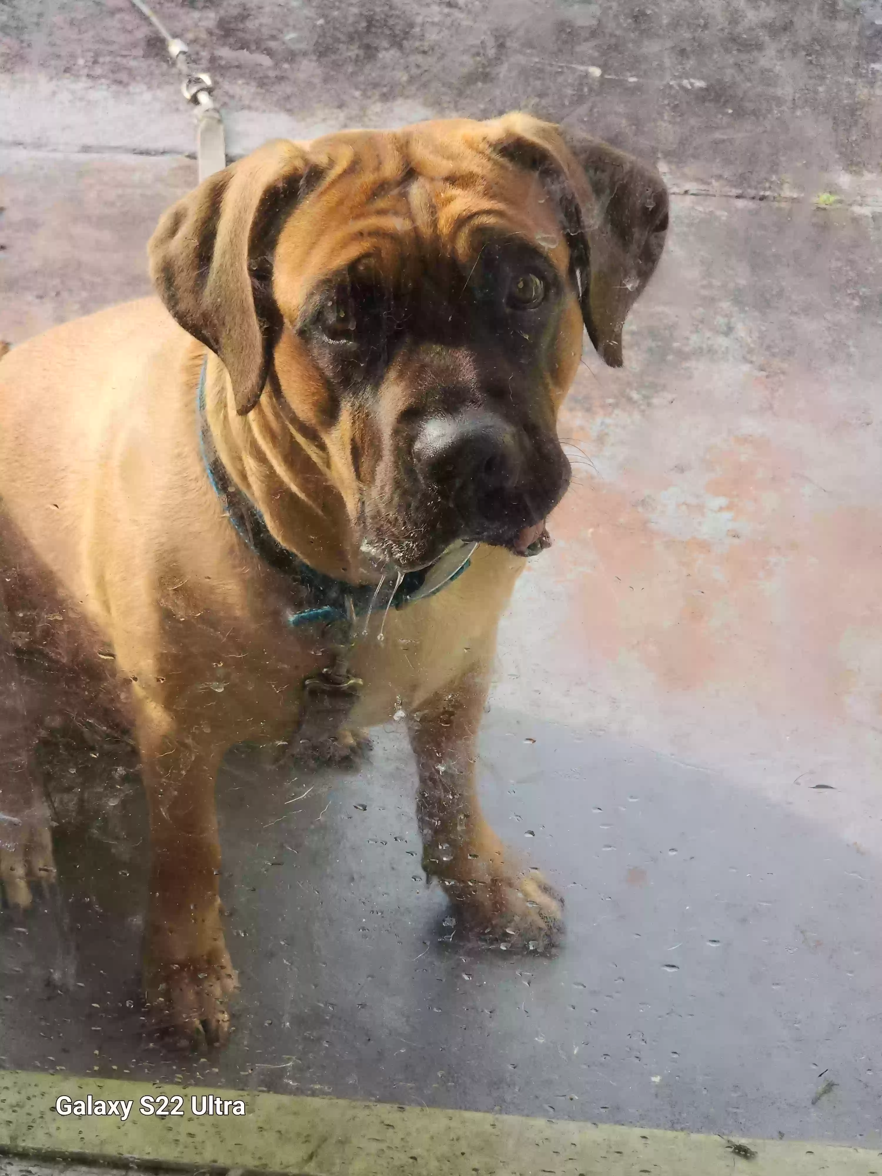 adoptable Dog in Edgewater,FL named Kiah (kya)