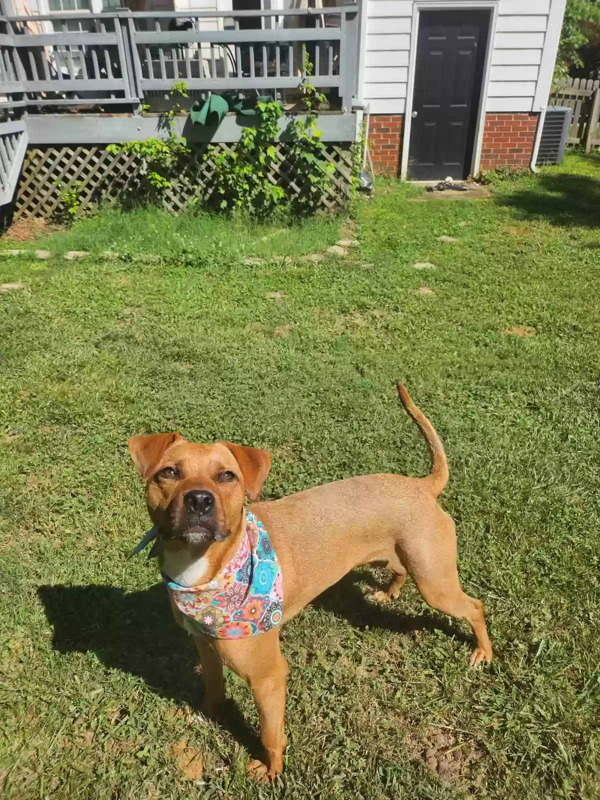 adoptable Dog in Greensboro,NC named Pumpkin
