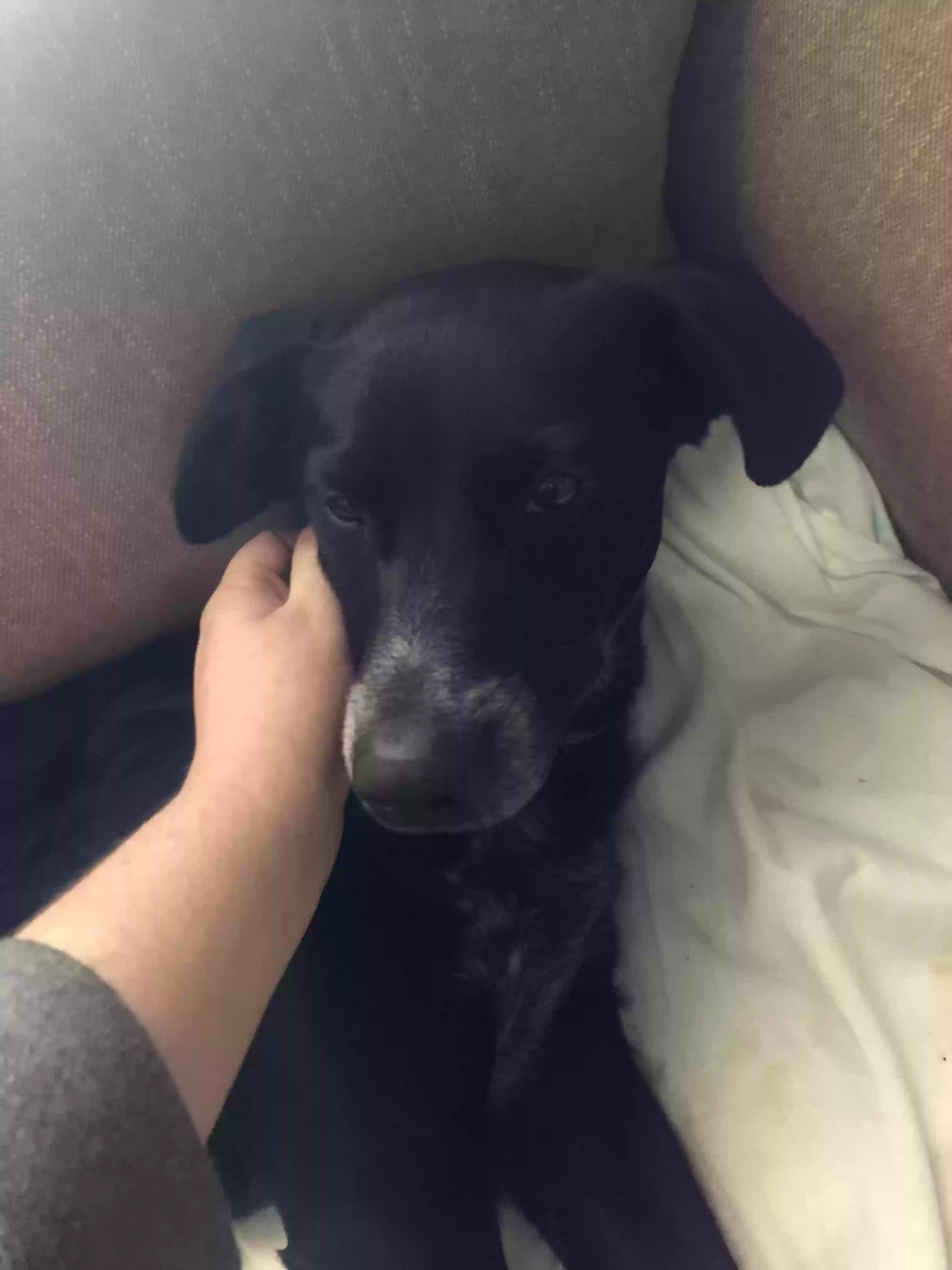 adoptable Dog in Opelika,AL named Charlie