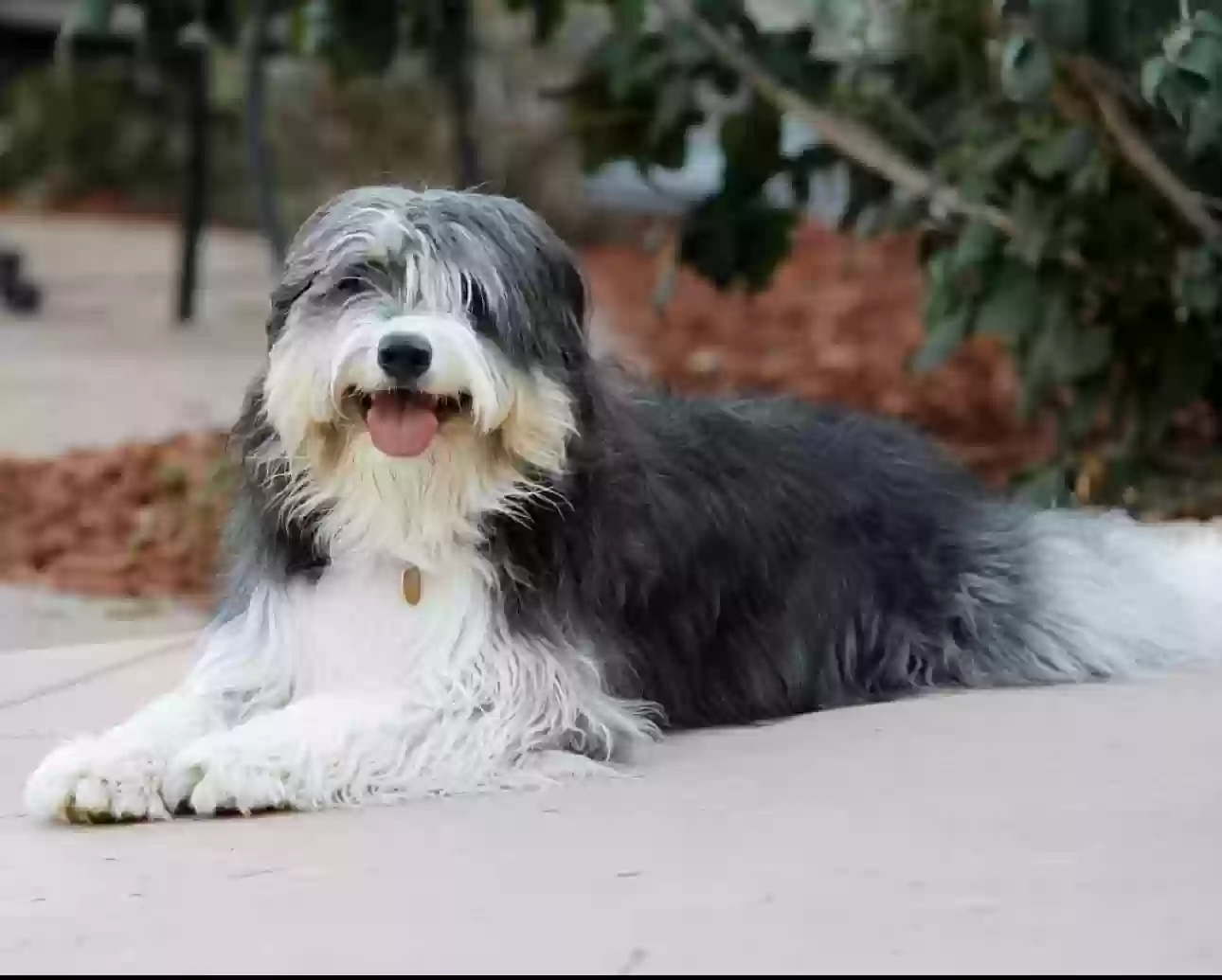 adoptable Dog in Canton,GA named Baloo