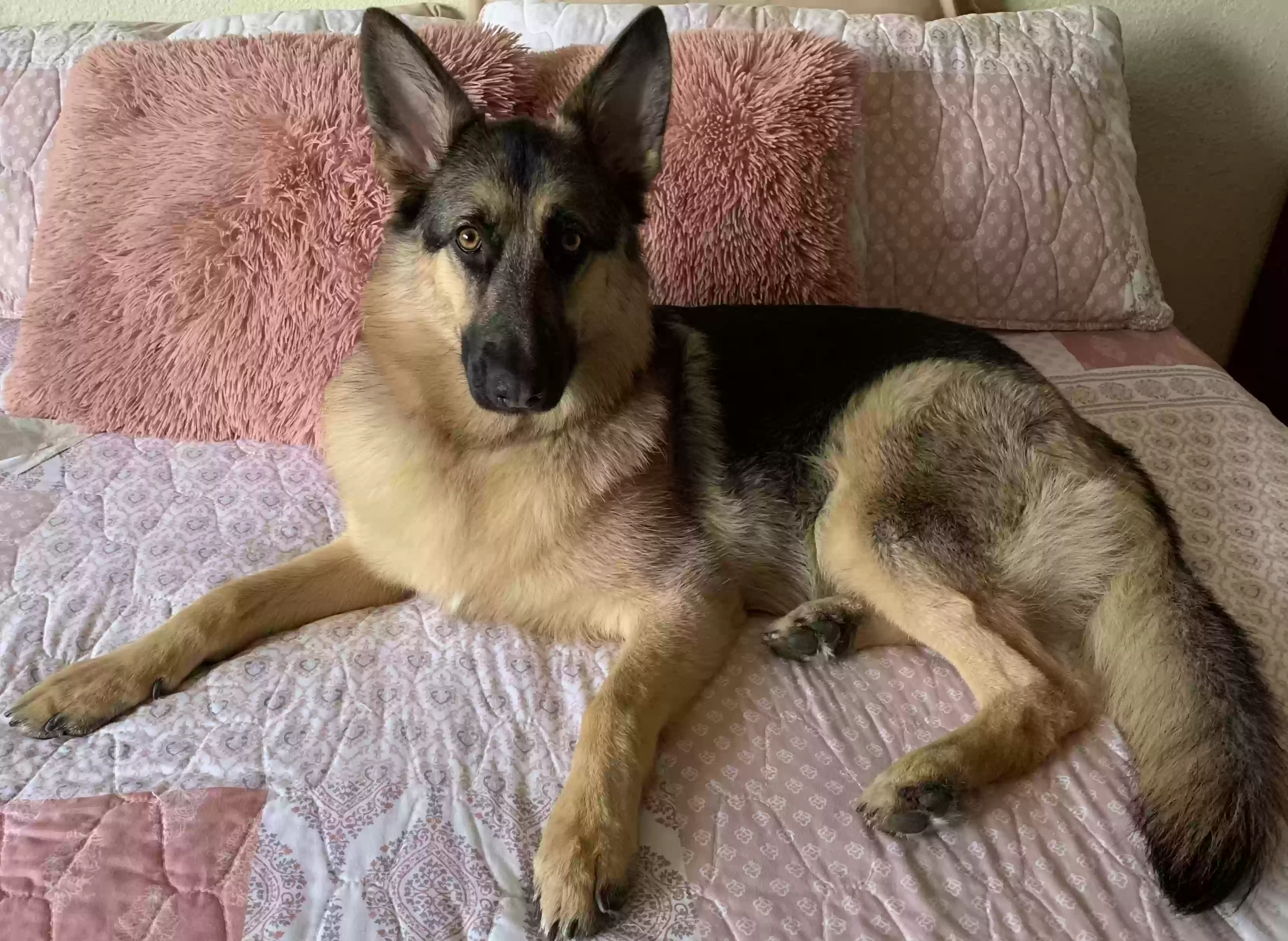 adoptable Dog in Los Alamitos,CA named Athena