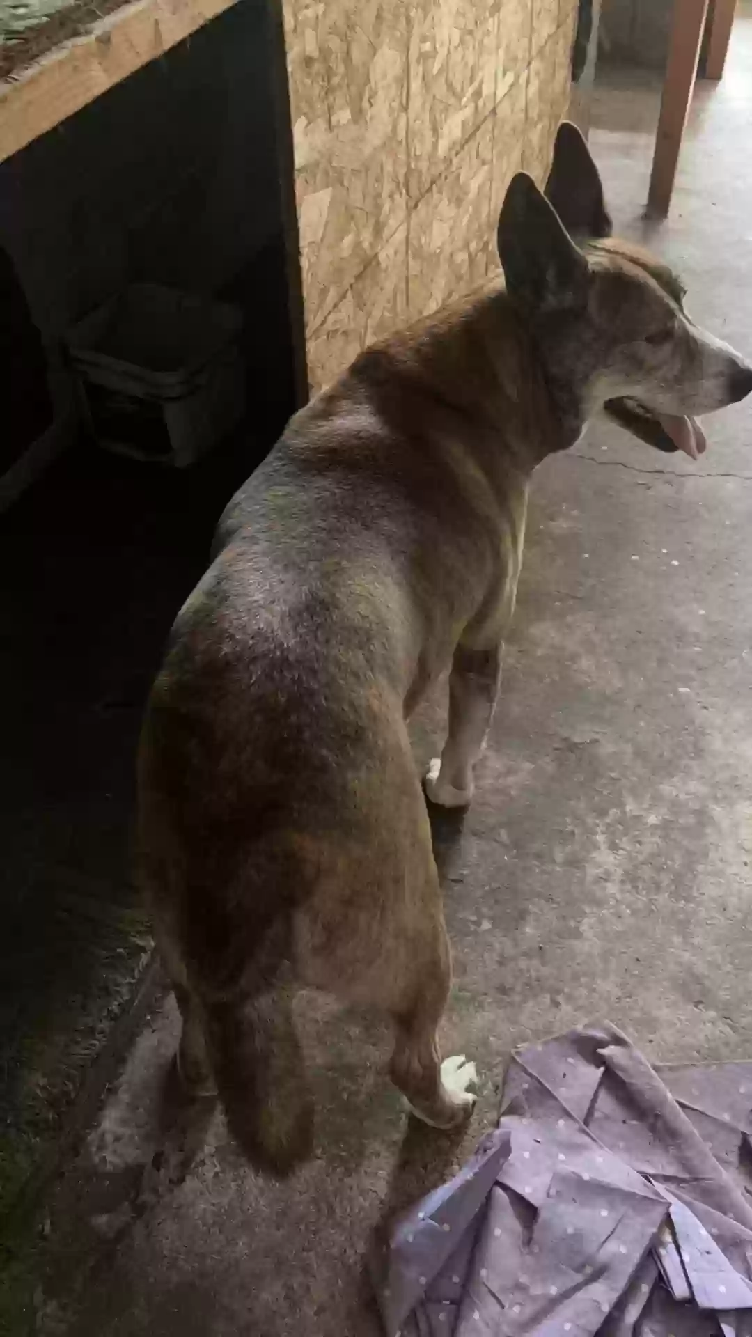 adoptable Dog in Stockton,CA named Max
