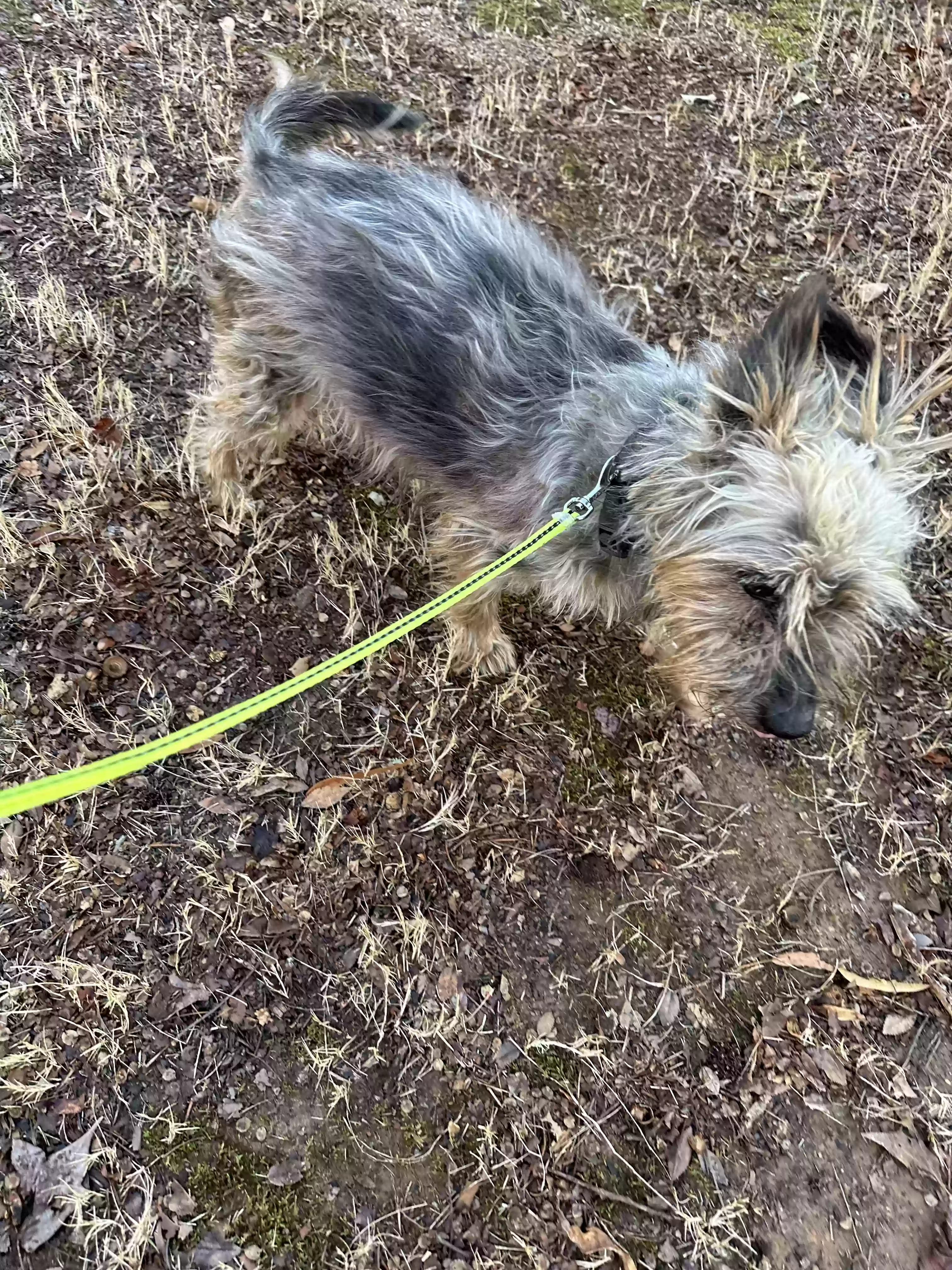 adoptable Dog in Lithonia,GA named Deigo