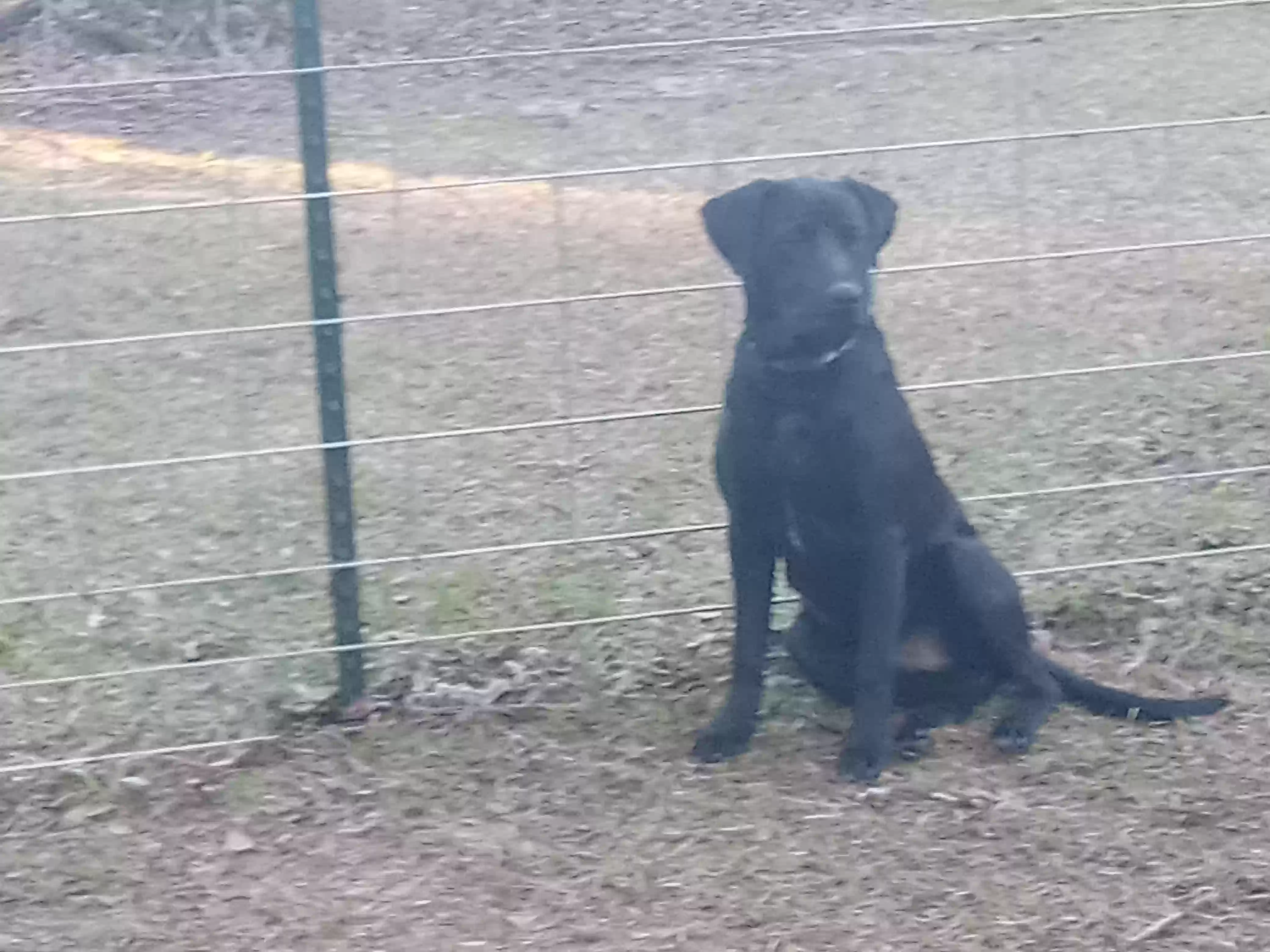 adoptable Dog in Norman Park,GA named Gus