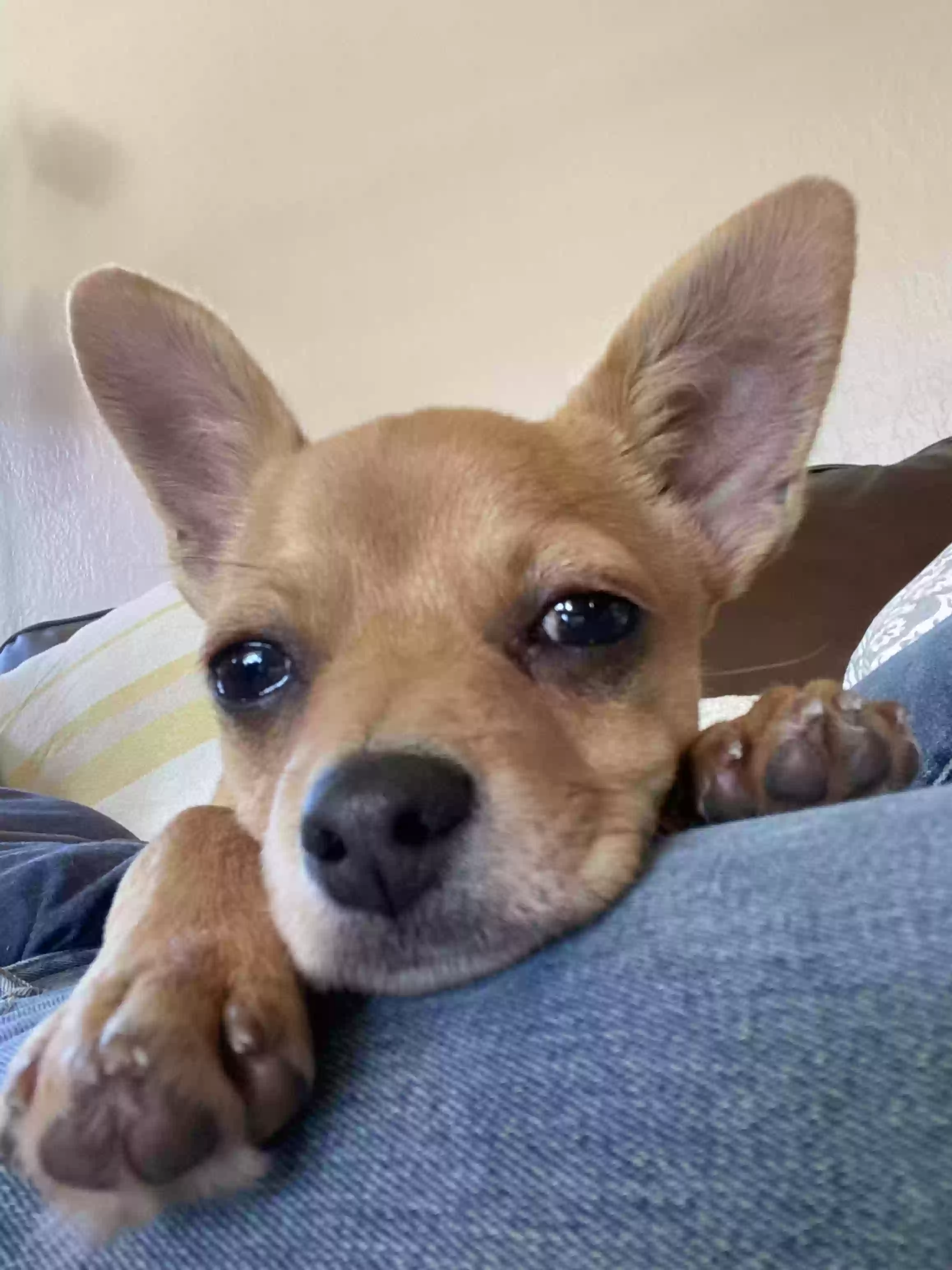 adoptable Dog in Long Beach,CA named Nitro