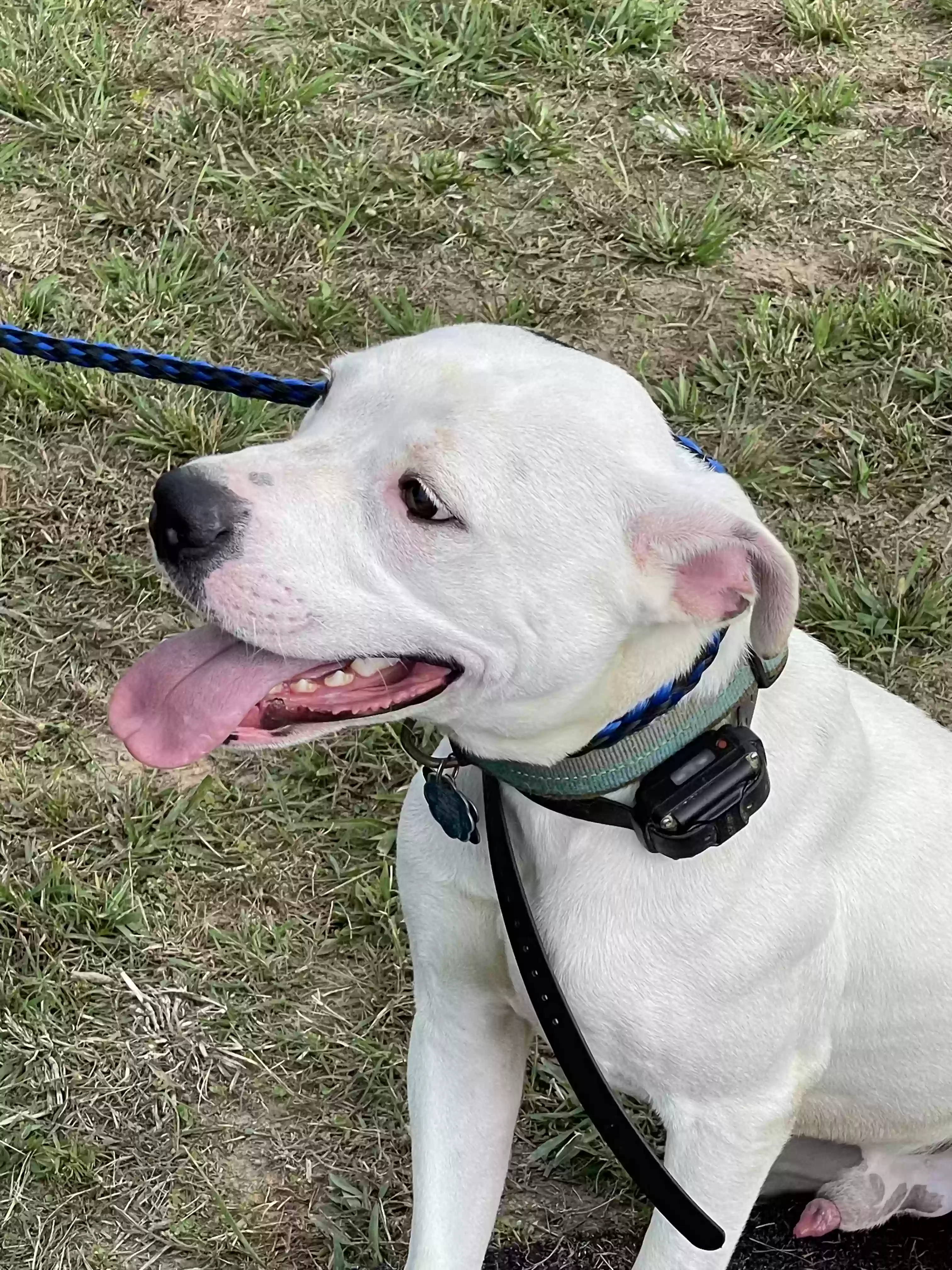 adoptable Dog in Coffeeville,MS named Rebel Rose