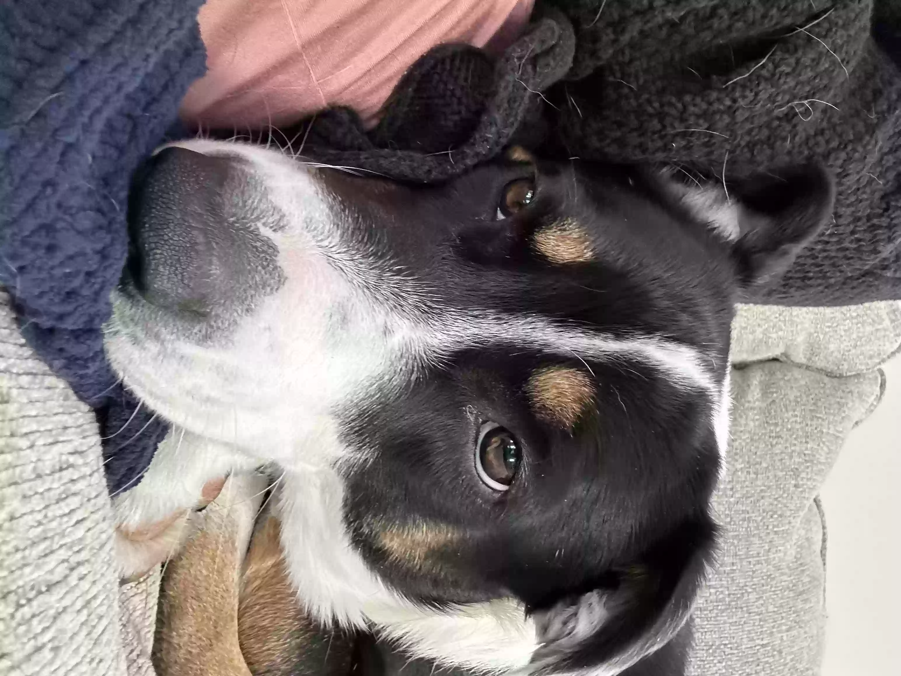 adoptable Dog in Carrollton,GA named Tug