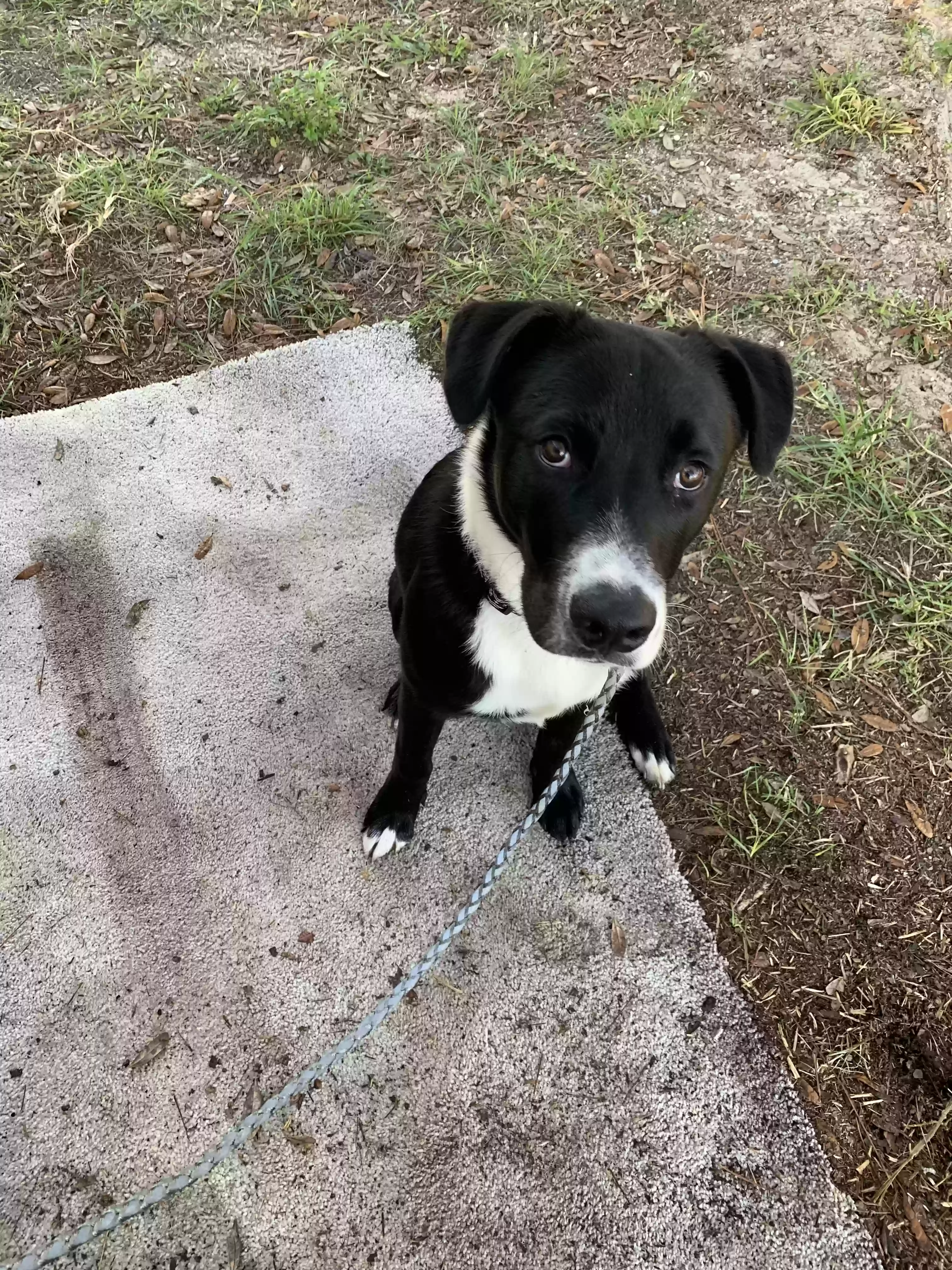 adoptable Dog in Williston,FL named Shadow