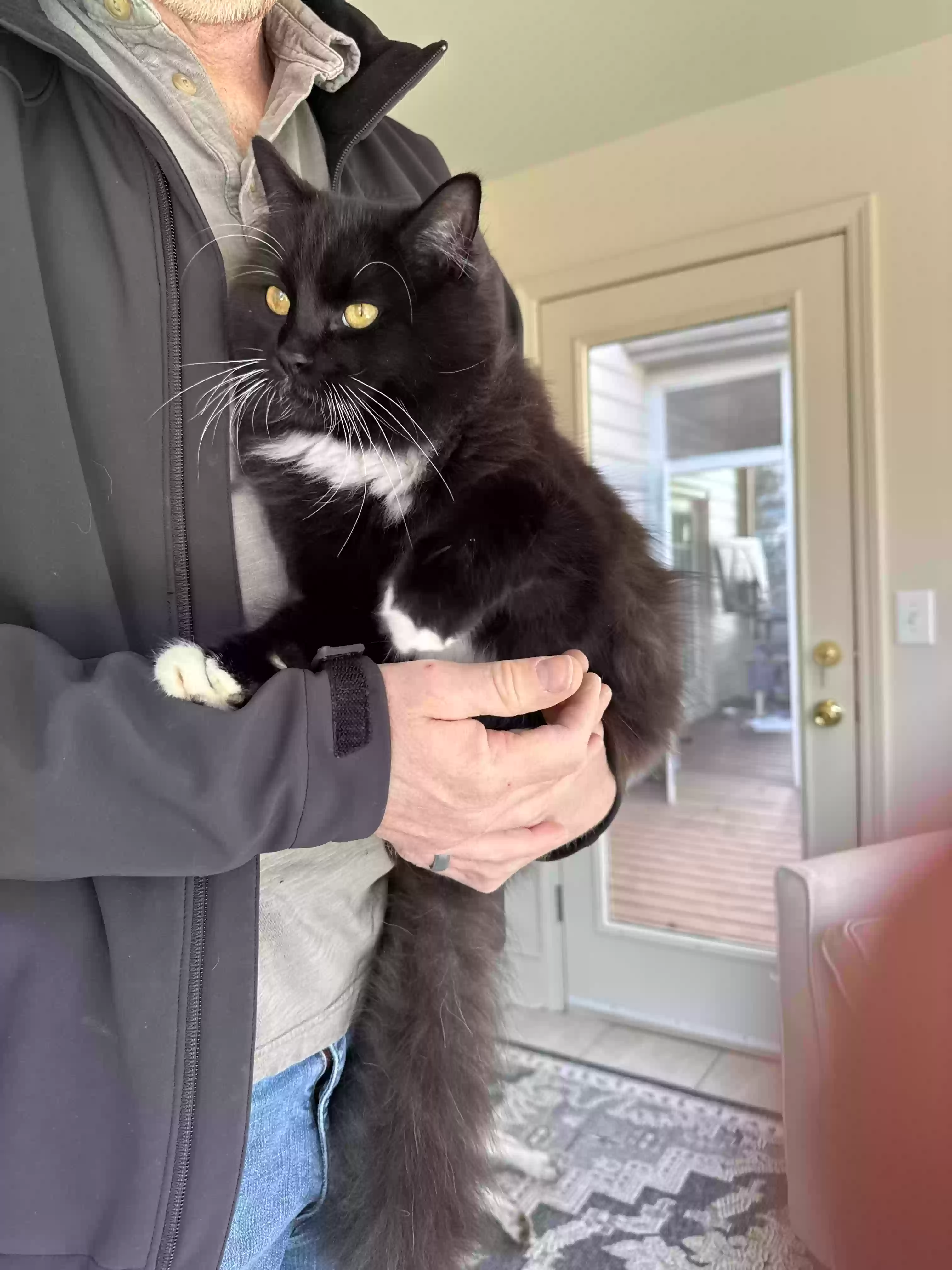adoptable Cat in Suwanee,GA named Oliver