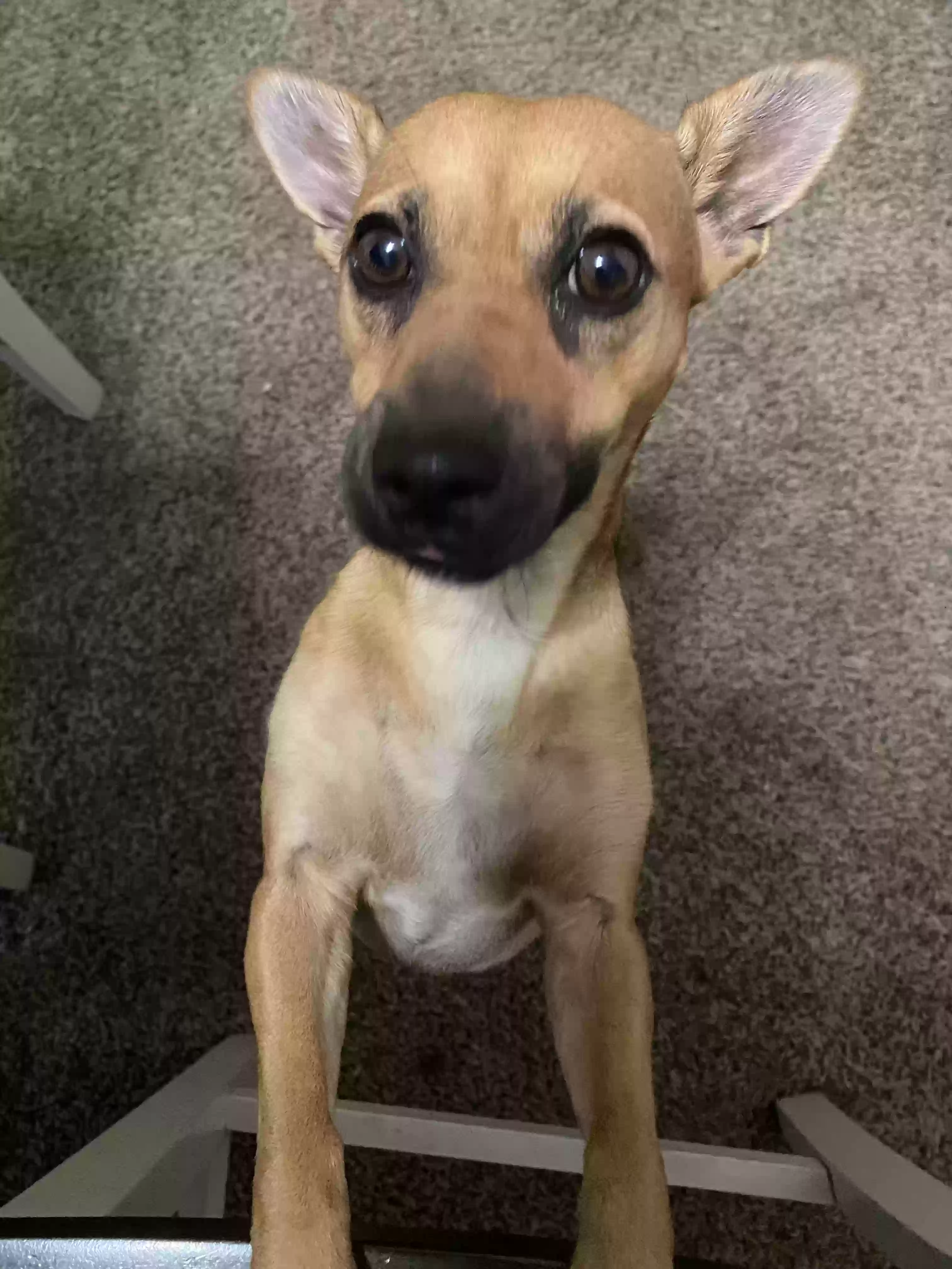 adoptable Dog in Victorville,CA named Rue