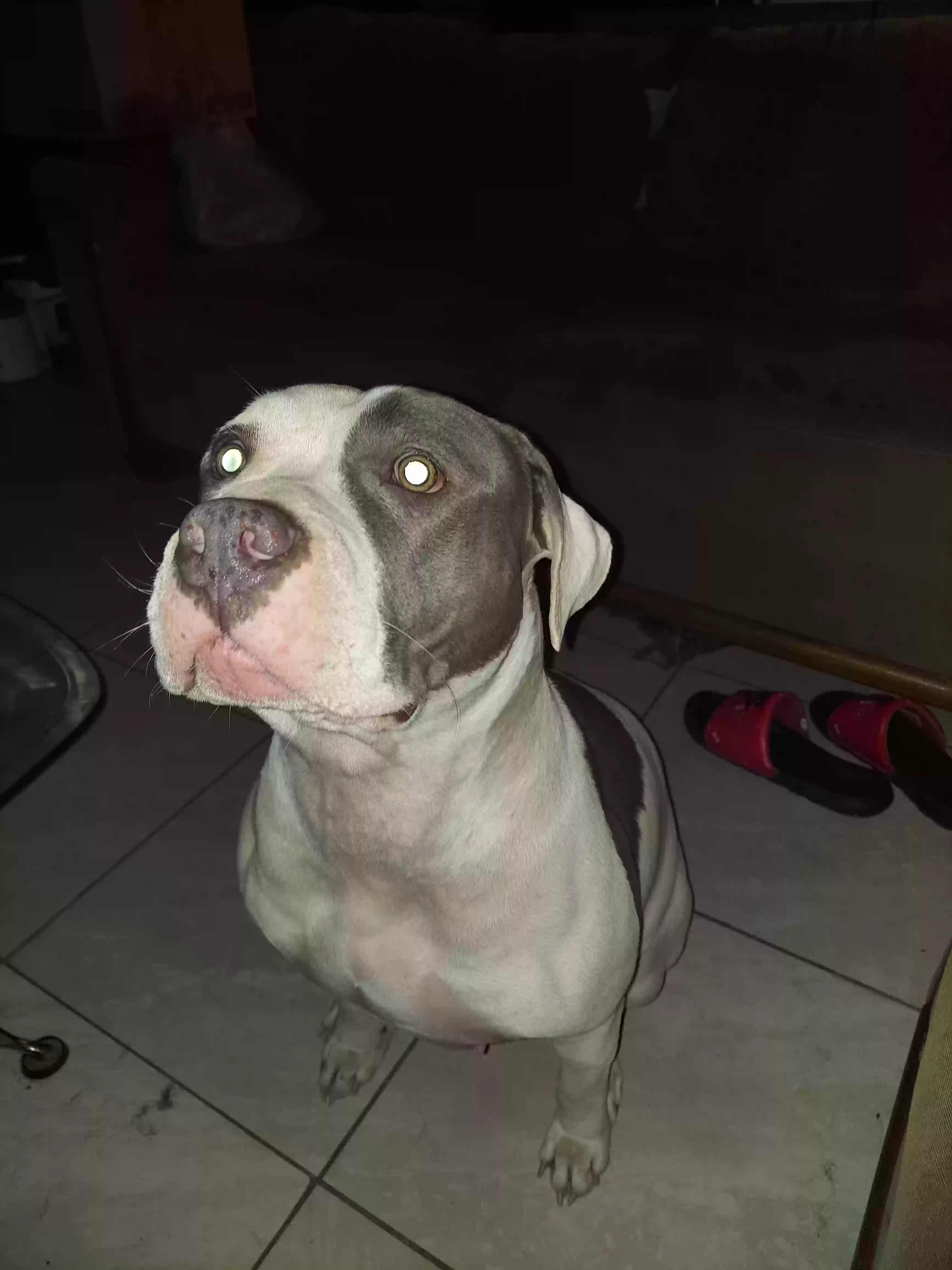 adoptable Dog in Tucson,AZ named Voodoo
