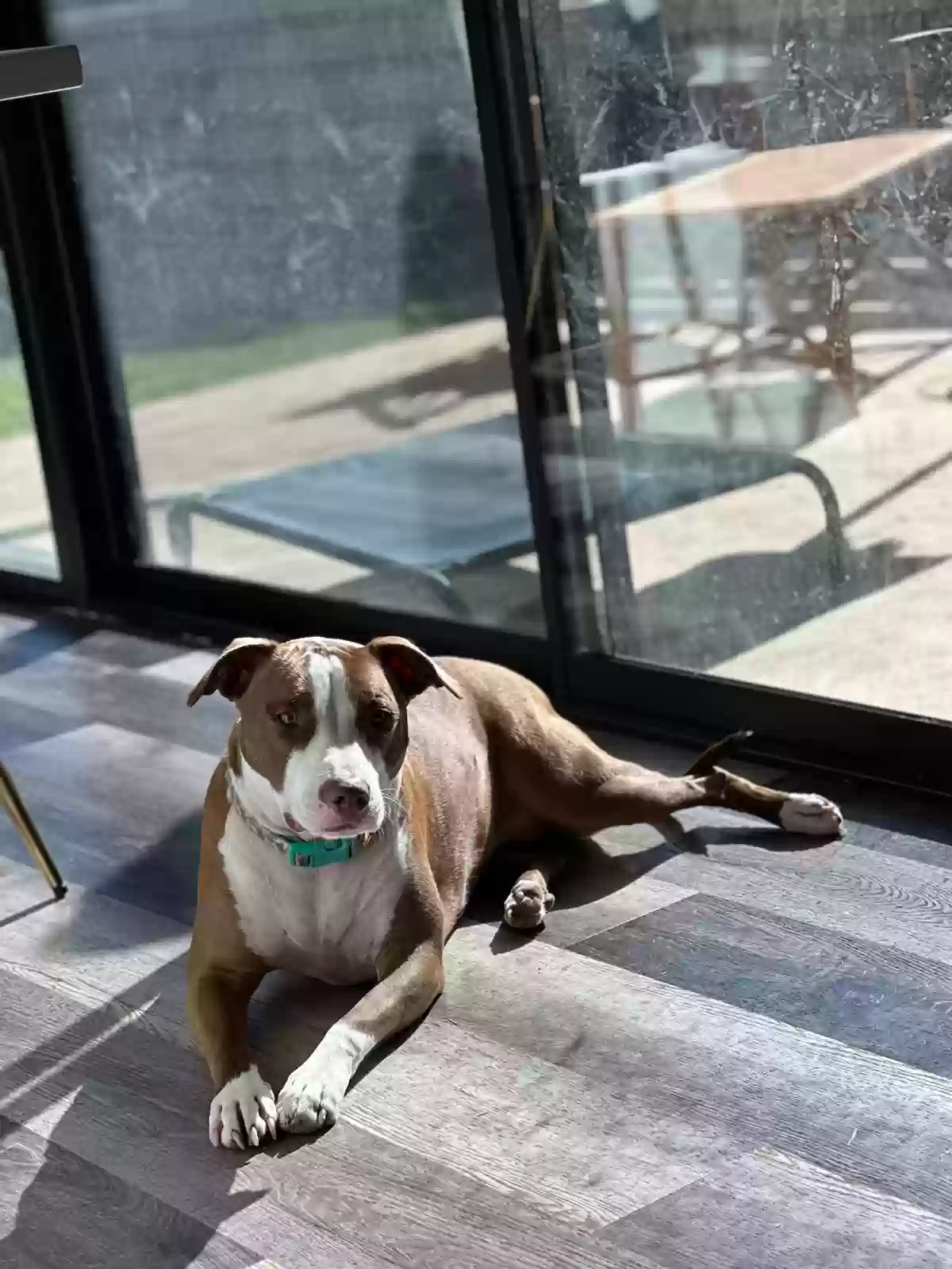 adoptable Dog in Mc Gregor,TX named Ryler