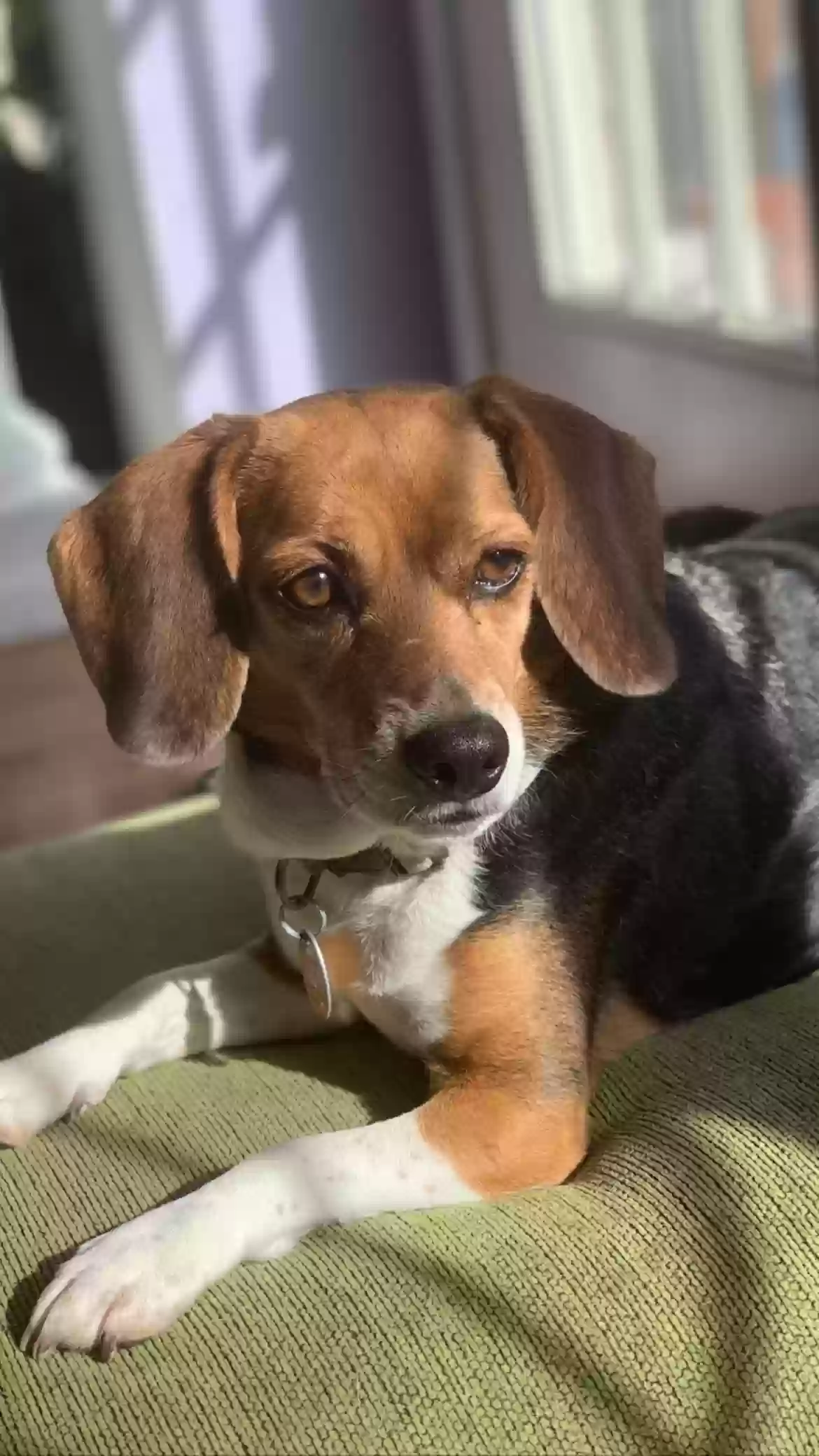adoptable Dog in Atlanta,GA named Bailey