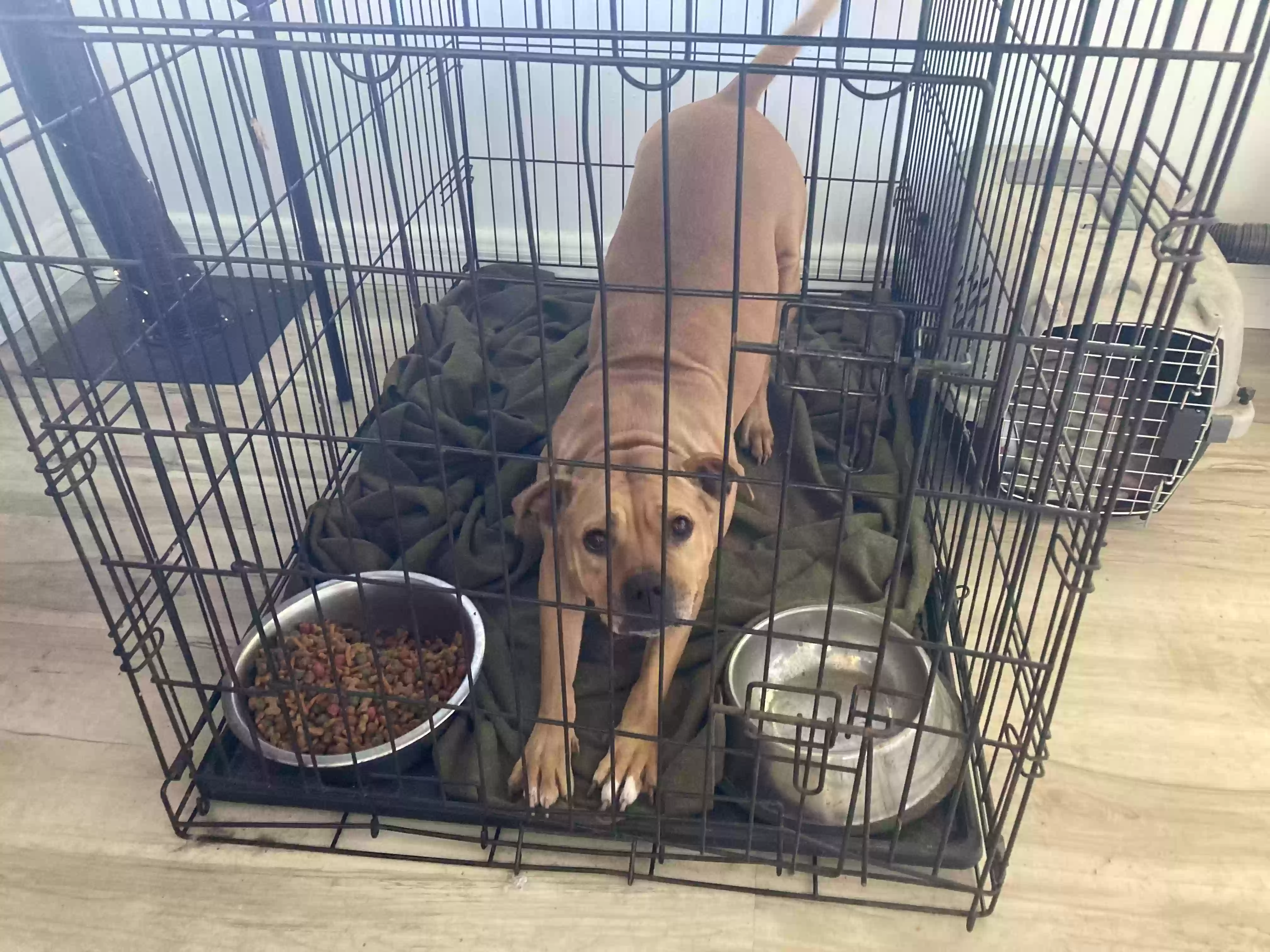 adoptable Dog in Bradenton,FL named Coco
