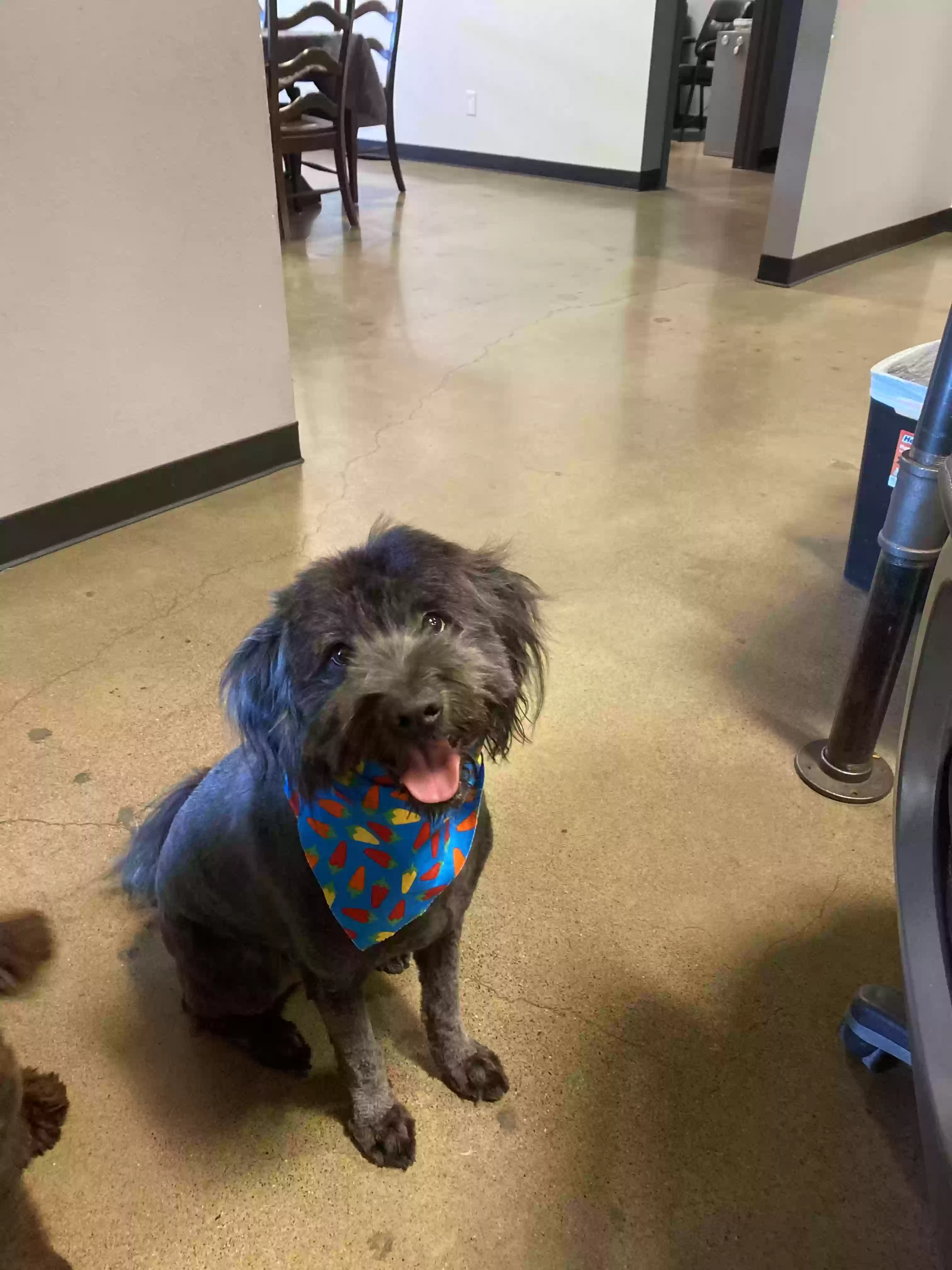 adoptable Dog in Corona,CA named Johnny Cash