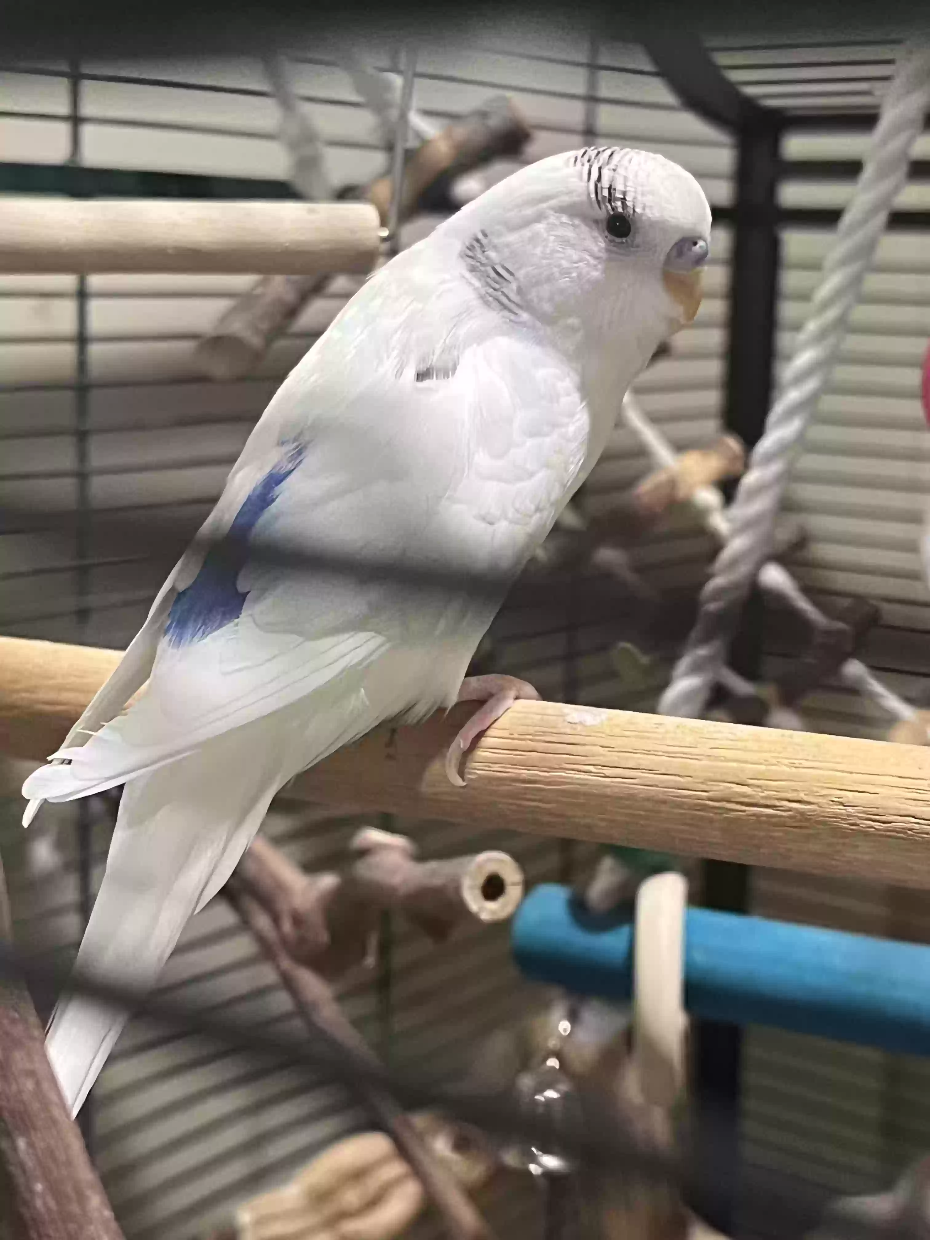 adoptable Bird in Spokane,WA named Ava