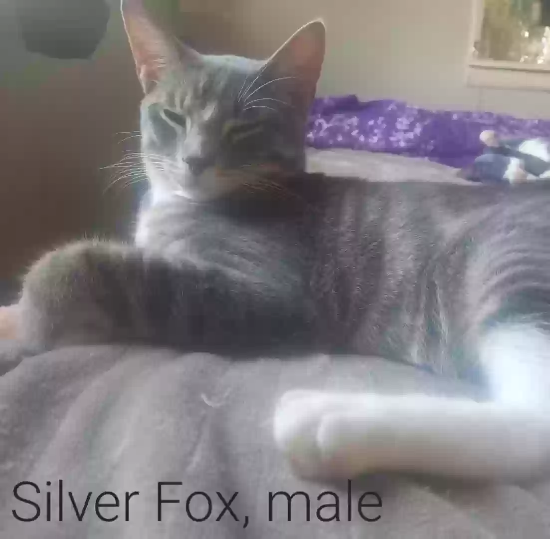 adoptable Cat in Jacksonville,AR named silver fox