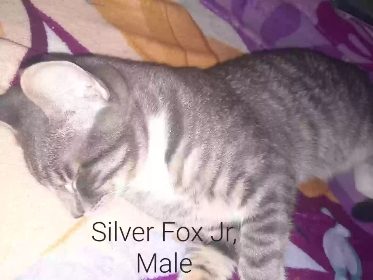 adoptable Cat in Jacksonville,AR named silver fox junior