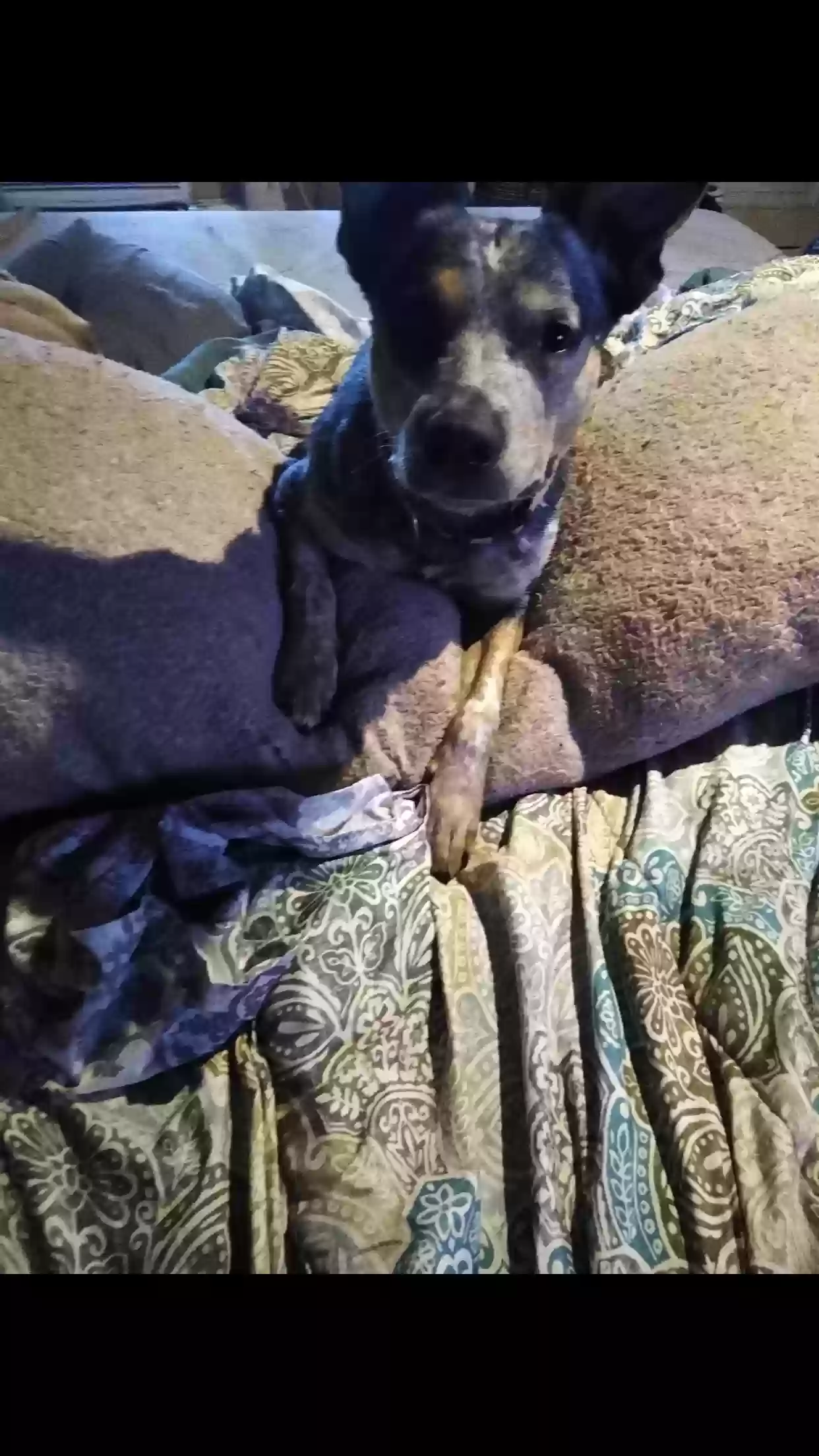 adoptable Dog in Waco,TX named Luna