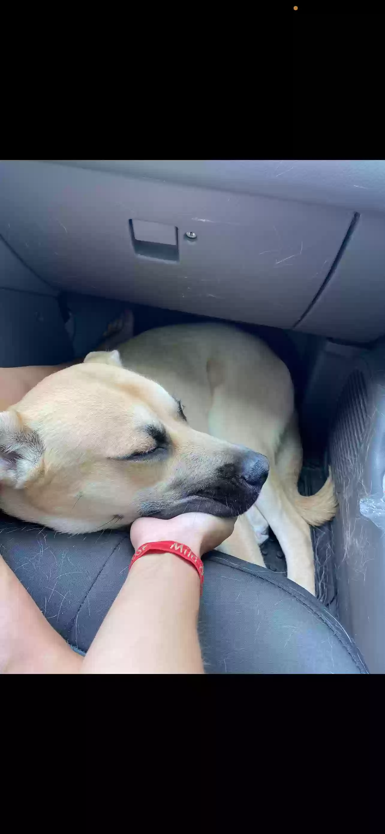 adoptable Dog in Orlando,FL named Axel