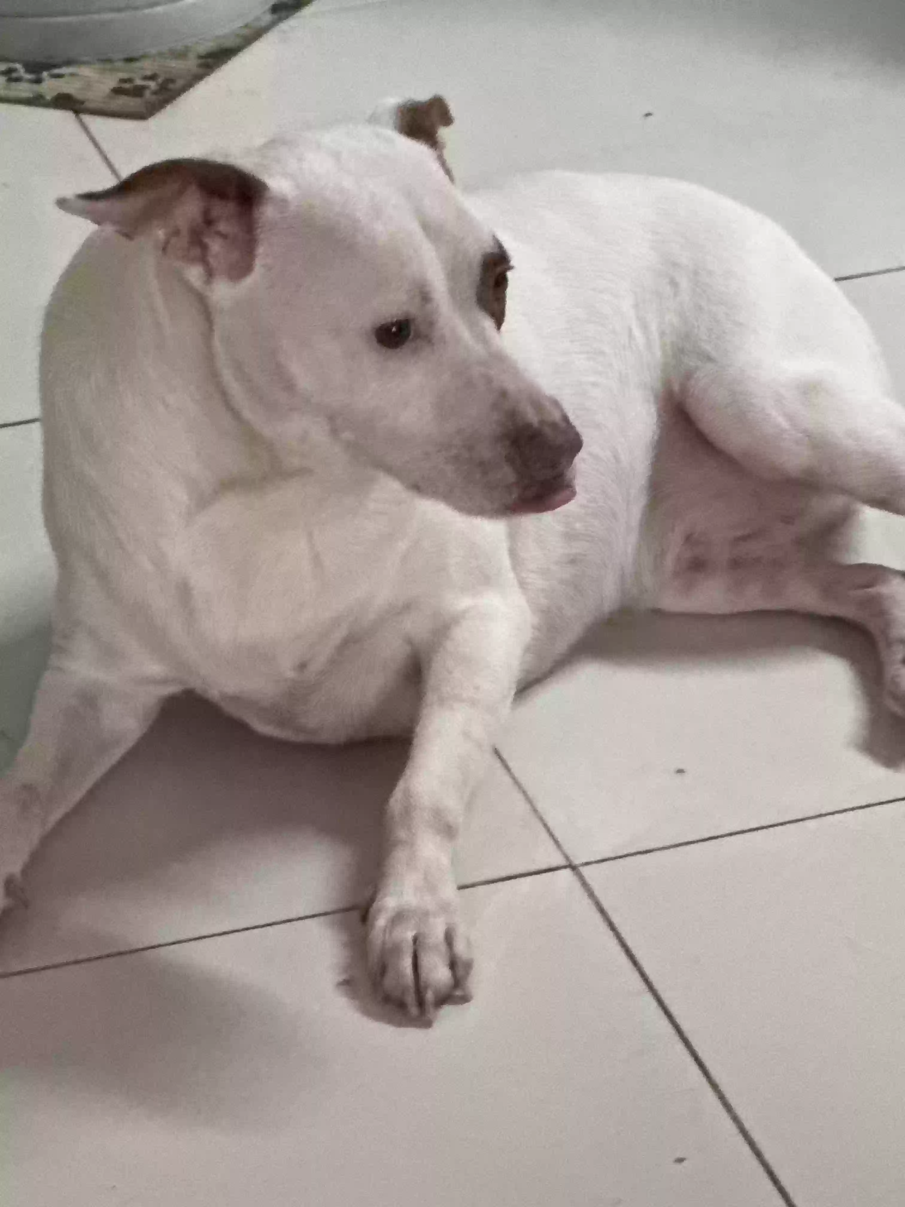 adoptable Dog in Port Richey,FL named Otis