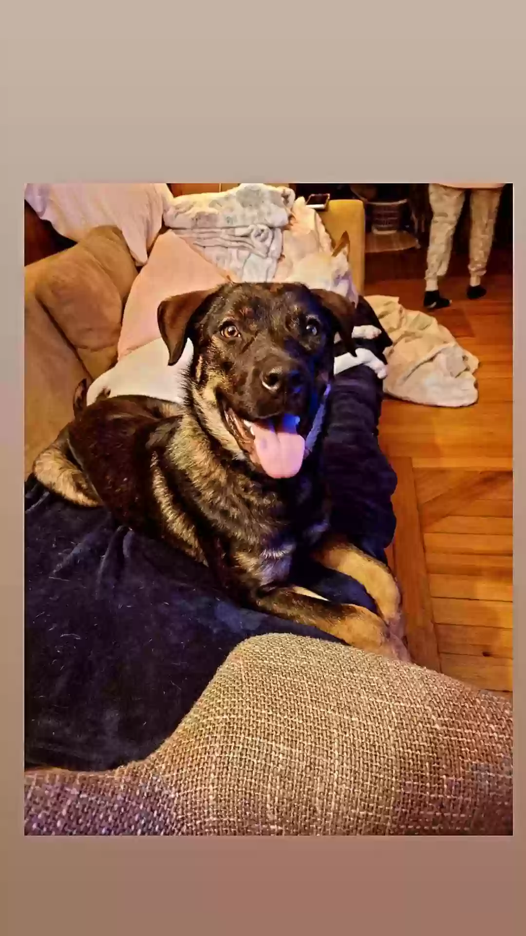 adoptable Dog in West Warwick,RI named June