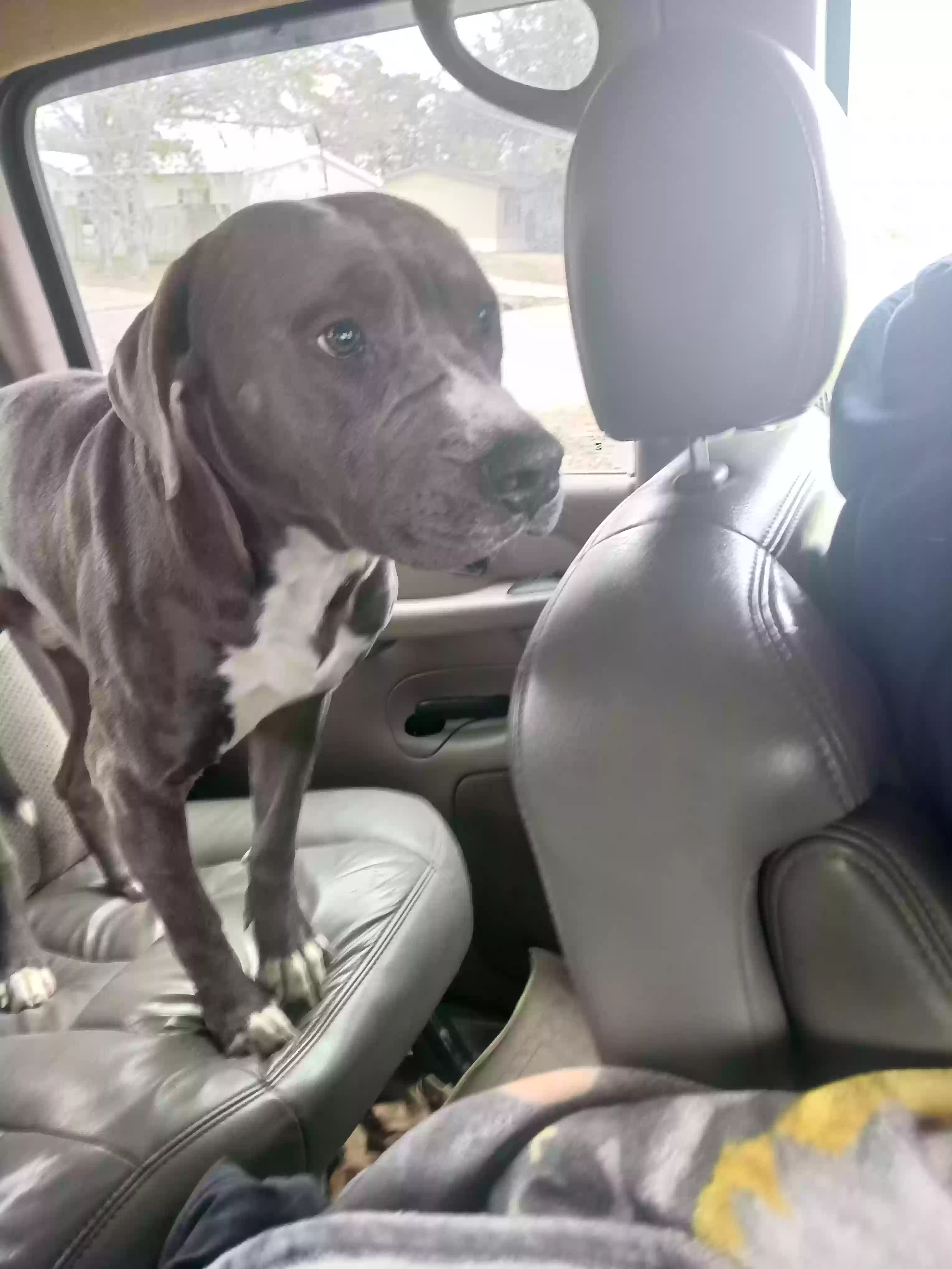 adoptable Dog in Highlands,TX named Orion