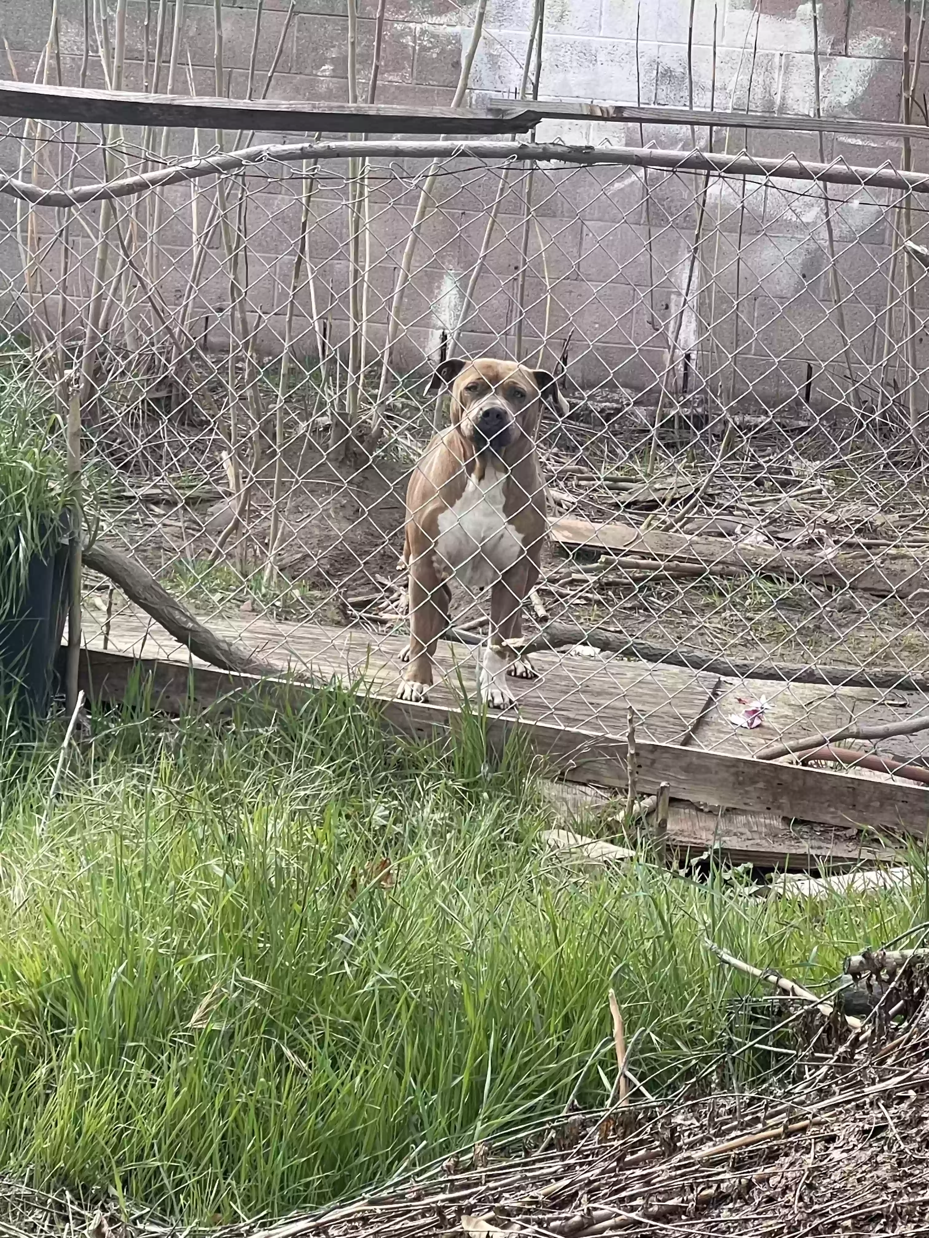 adoptable Dog in Pacoima,CA named Pantera