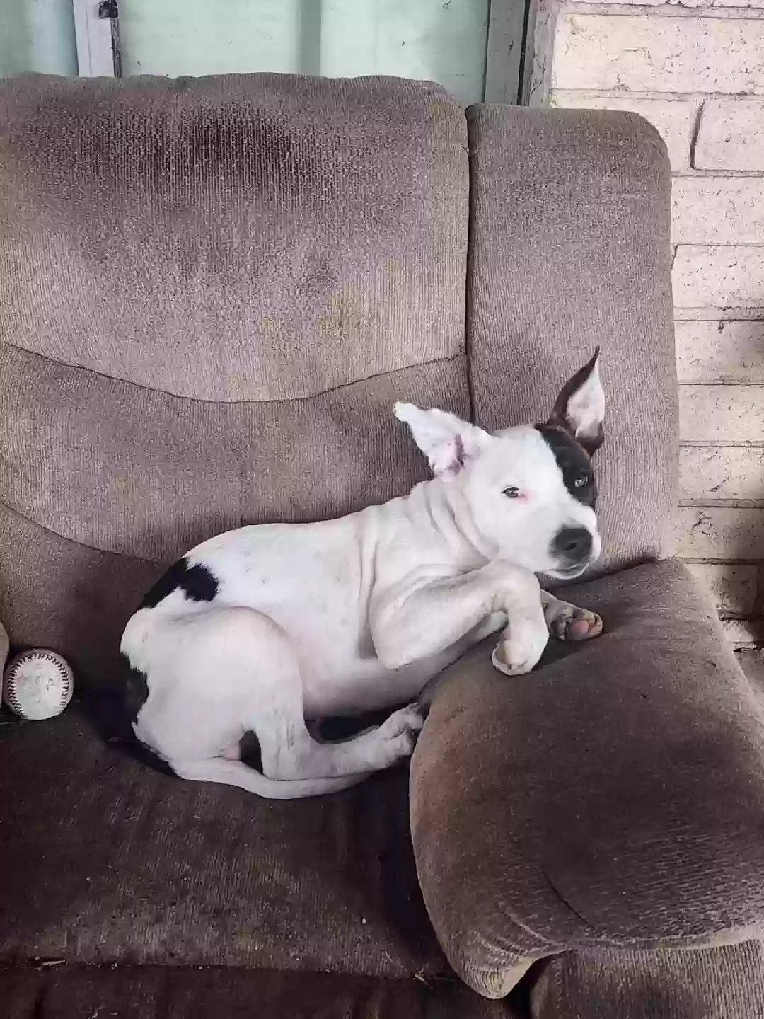 adoptable Dog in Kearny,AZ named Rocky