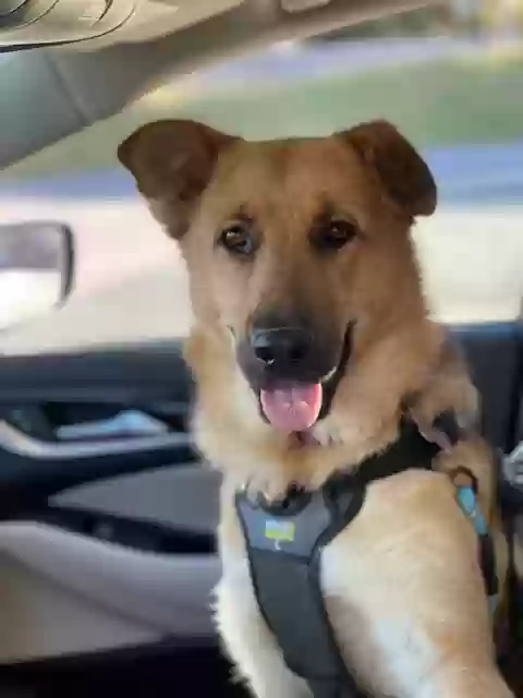 adoptable Dog in Marietta,GA named Llana