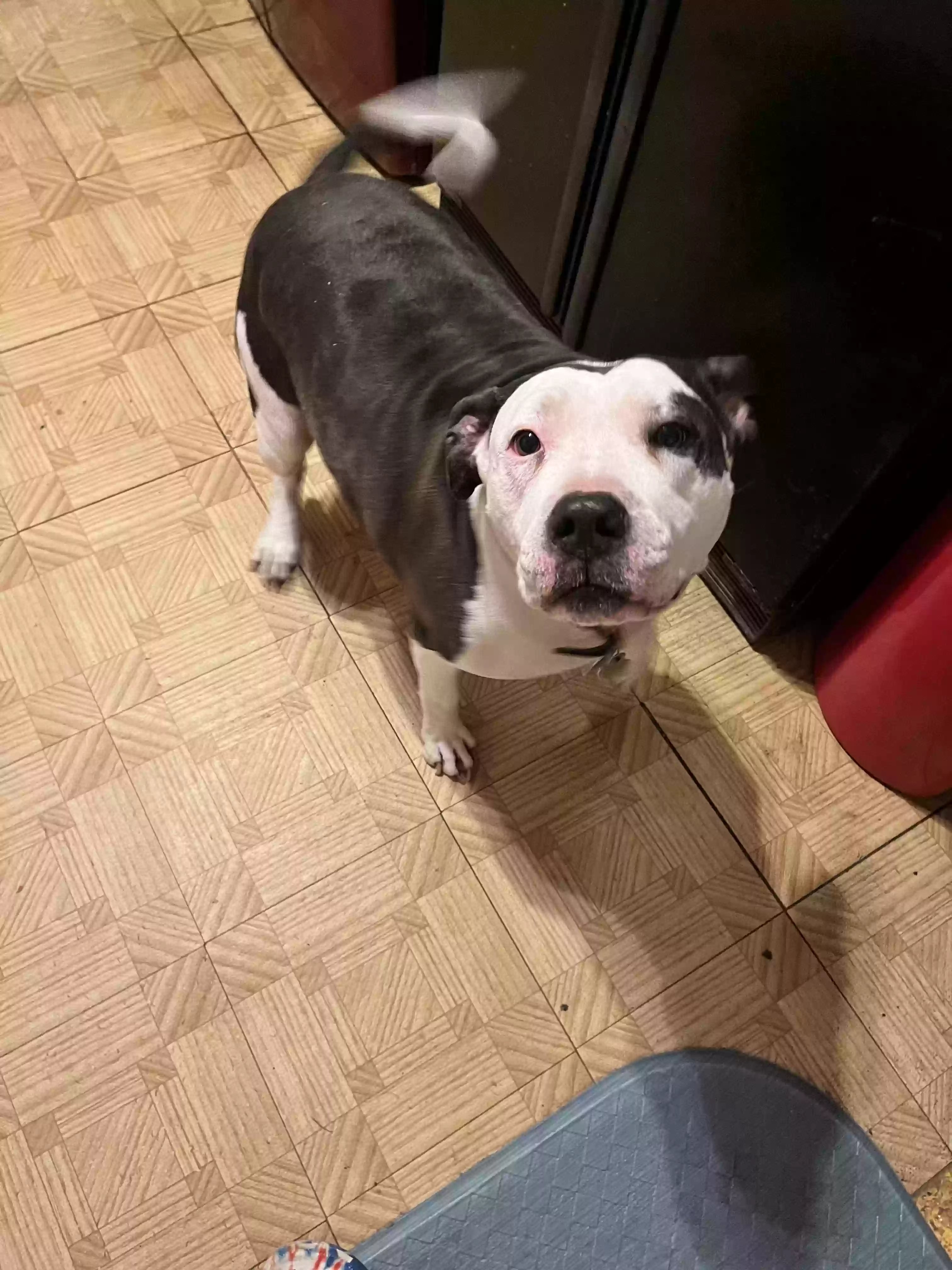 adoptable Dog in Portland,TX named Rosco