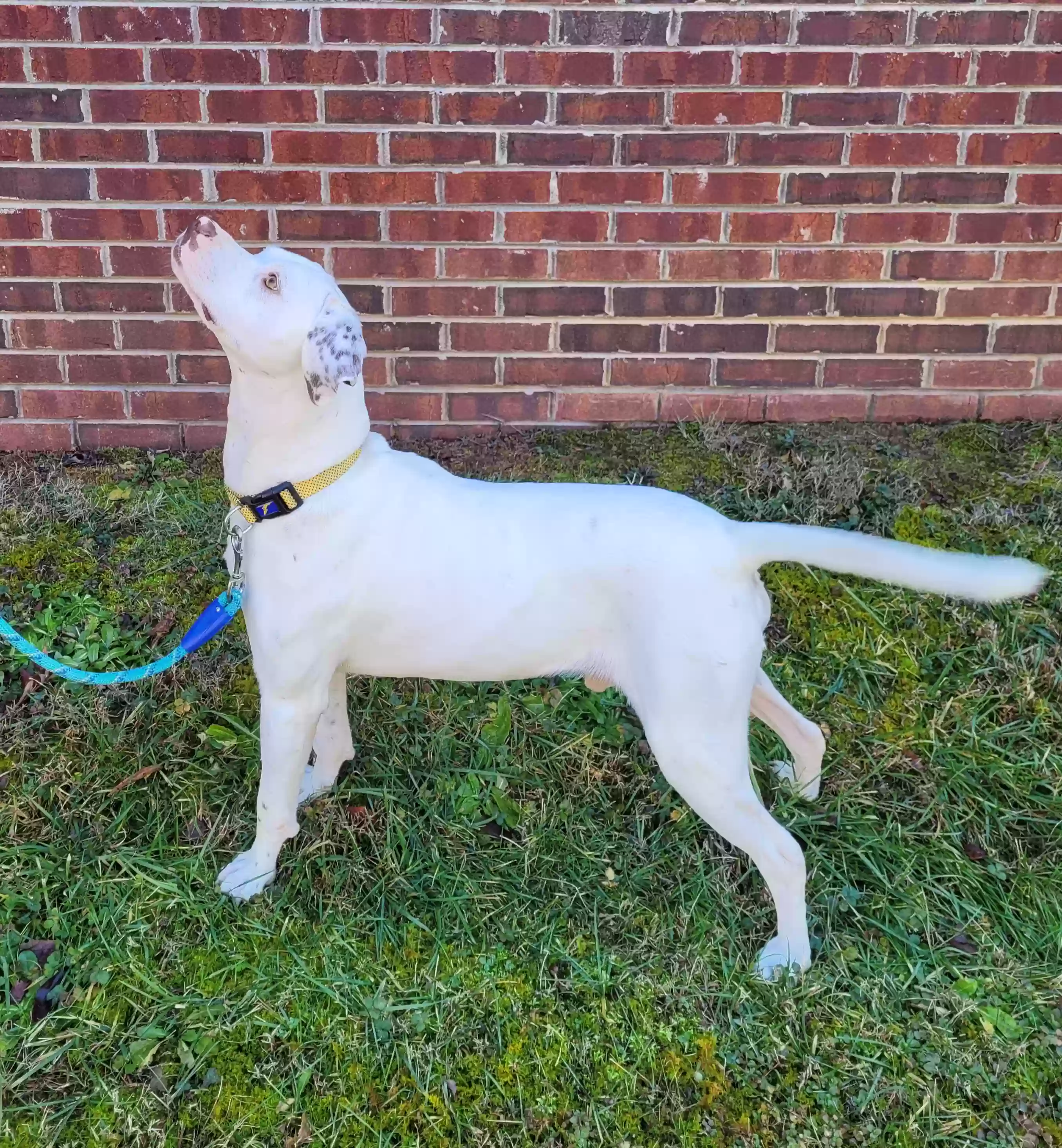 adoptable Dog in Hickory,NC named PB or Pretty Boy