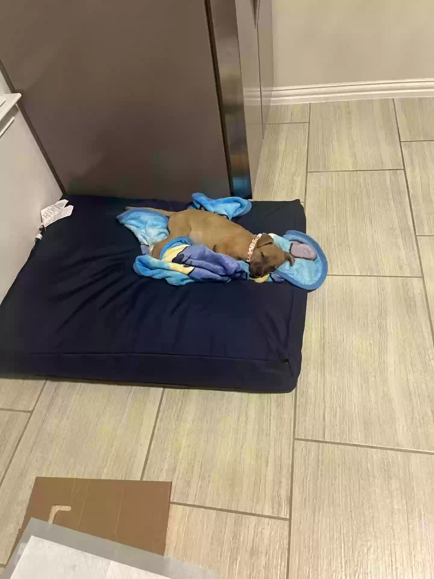 adoptable Dog in San Antonio,TX named Cava