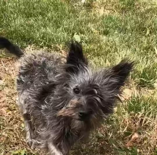 adoptable Dog in Grand Junction,CO named Sofi