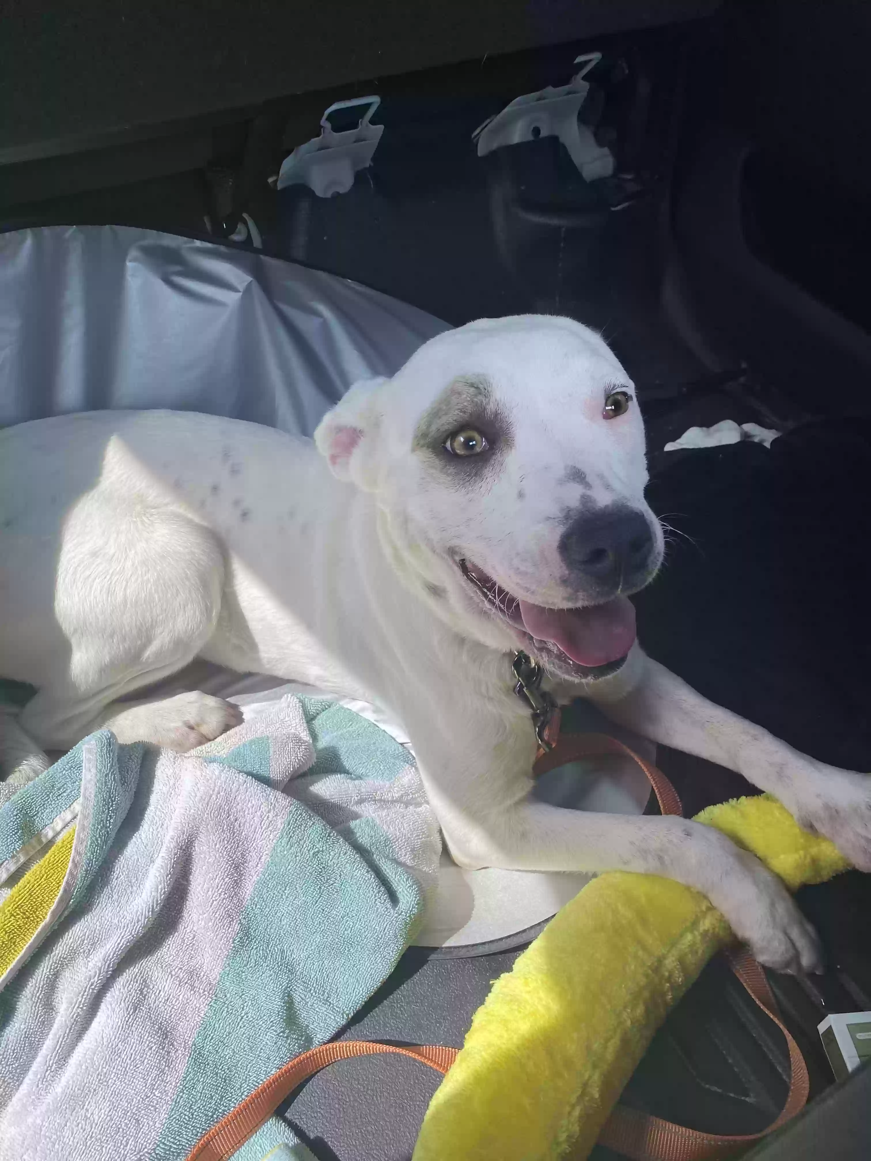 adoptable Dog in Las Cruces,NM named Sabrina