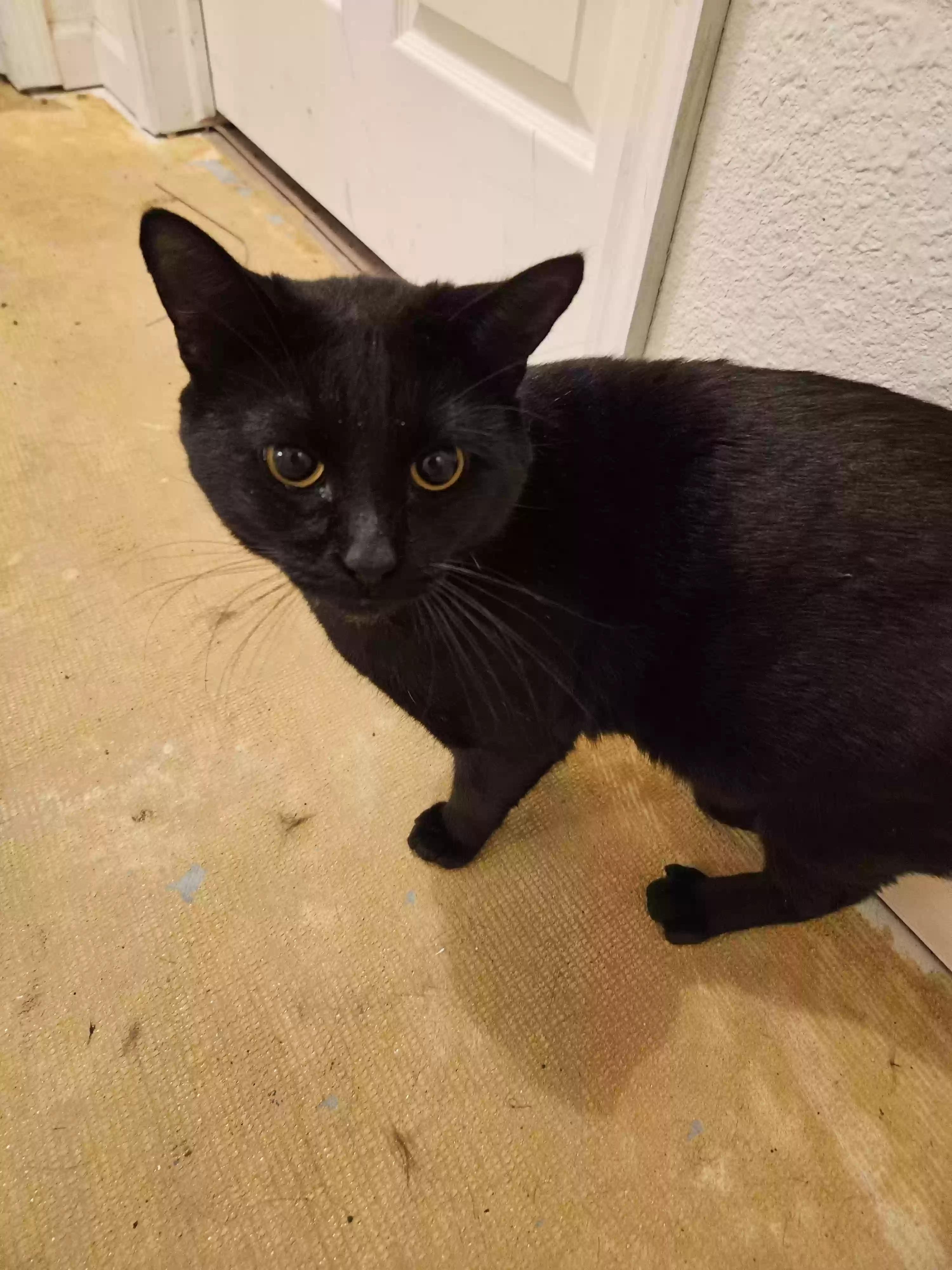 adoptable Cat in Osceola,IA named Vader
