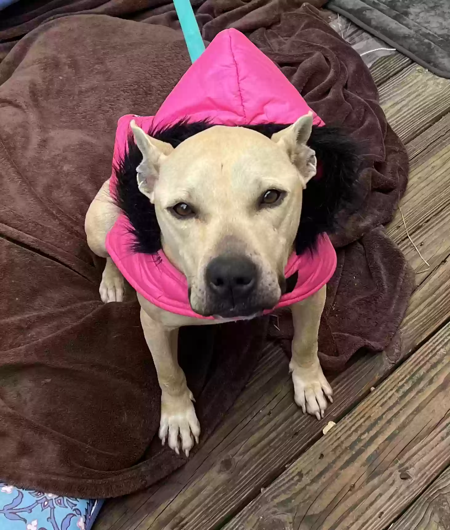 adoptable Dog in Griffin,GA named Stella