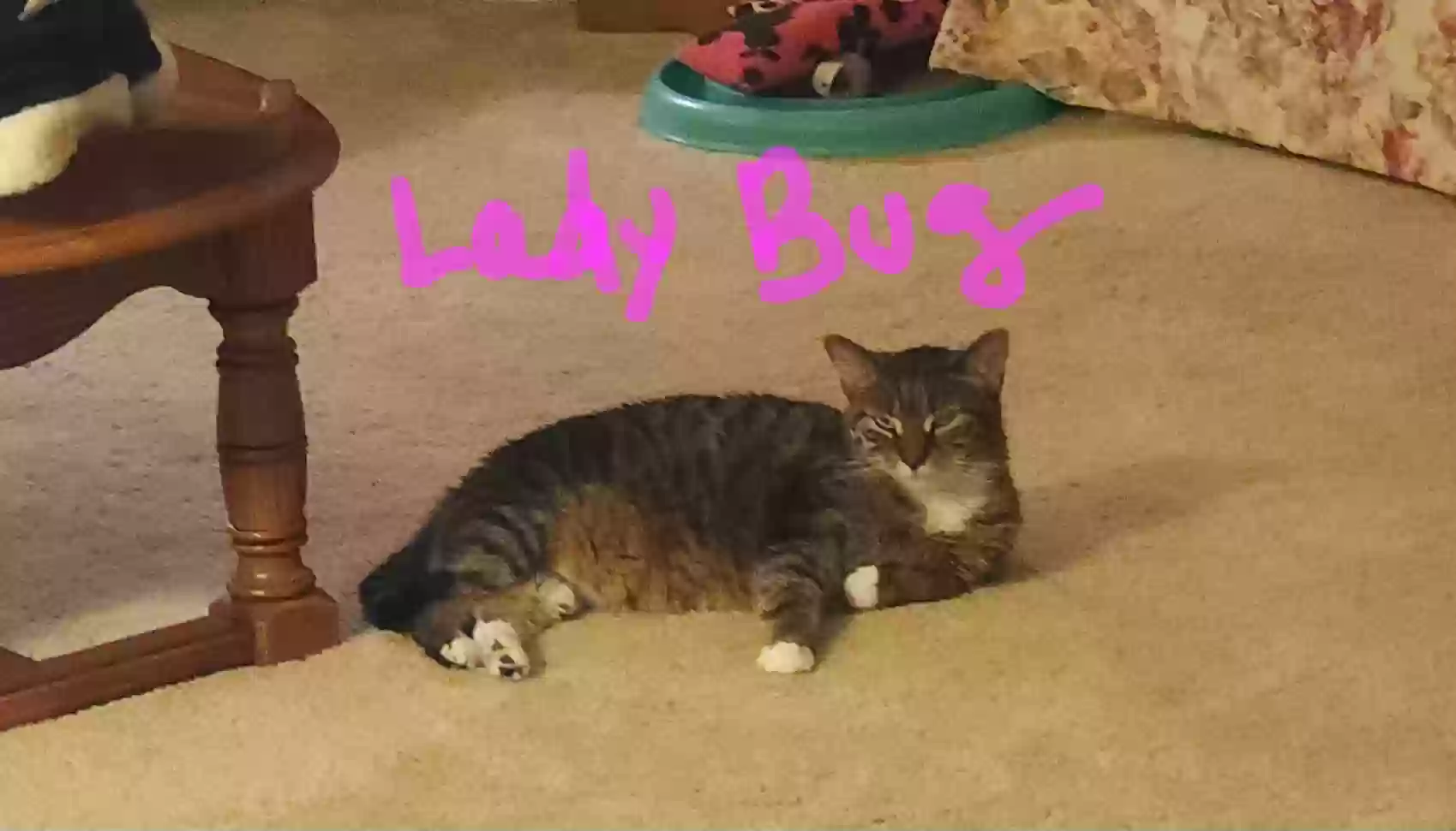 adoptable Cat in Chambersburg,PA named LadyBug