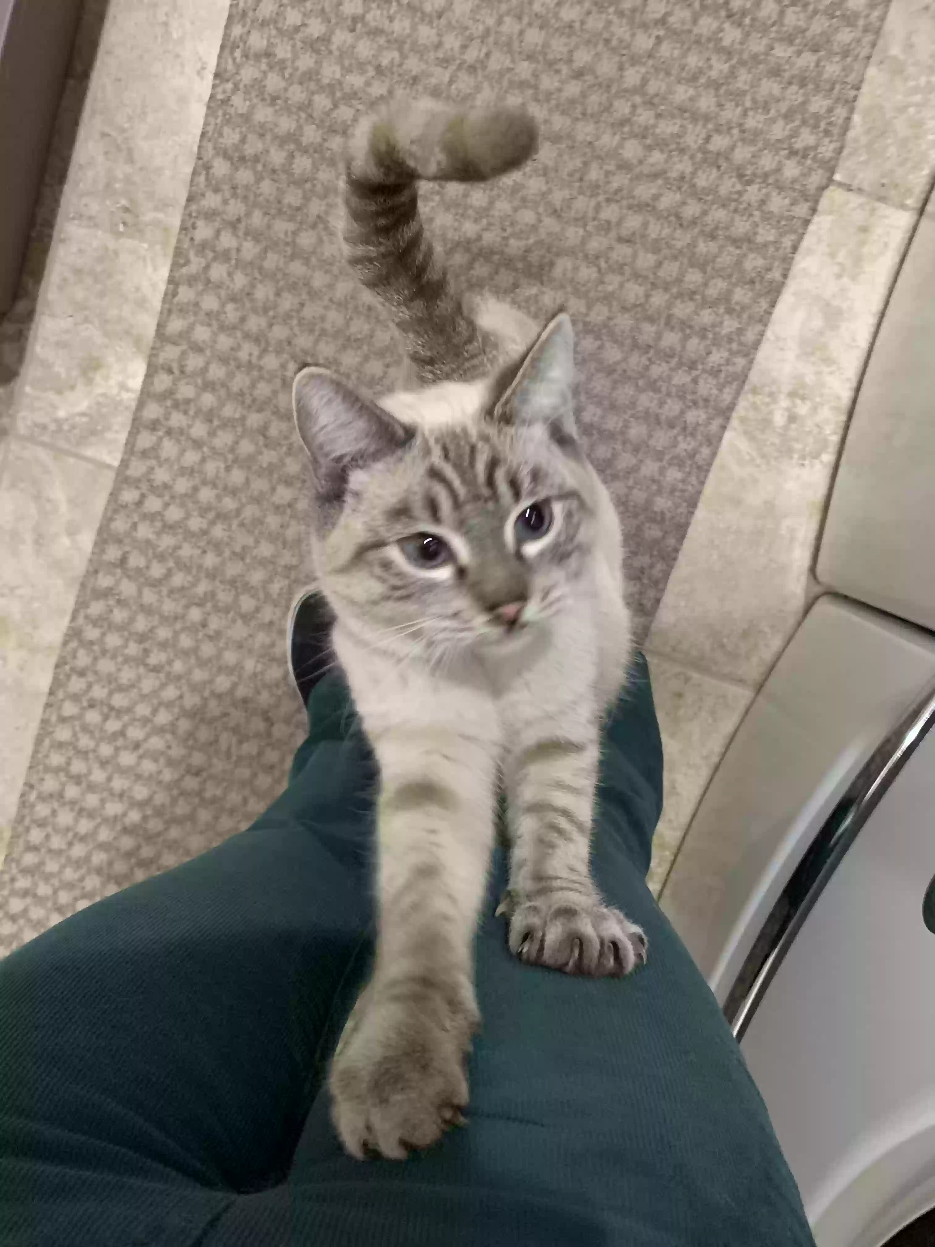 adoptable Cat in Mesa,AZ named “King Charles”